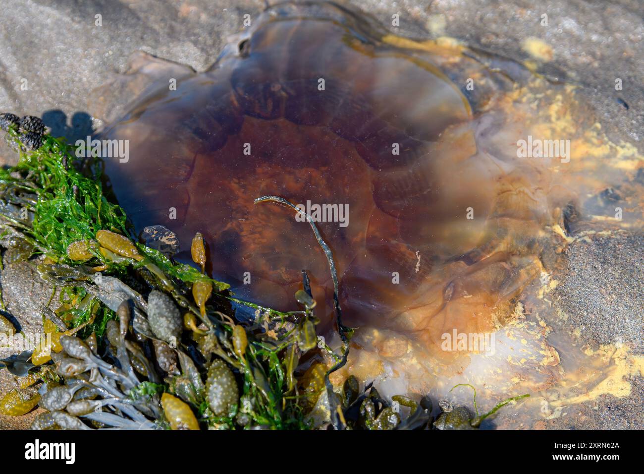 Une méduse morte repose sur une plage. Il est brun et aplati. Les algues le recouvrent partiellement. Vue rapprochée du dessus. Banque D'Images