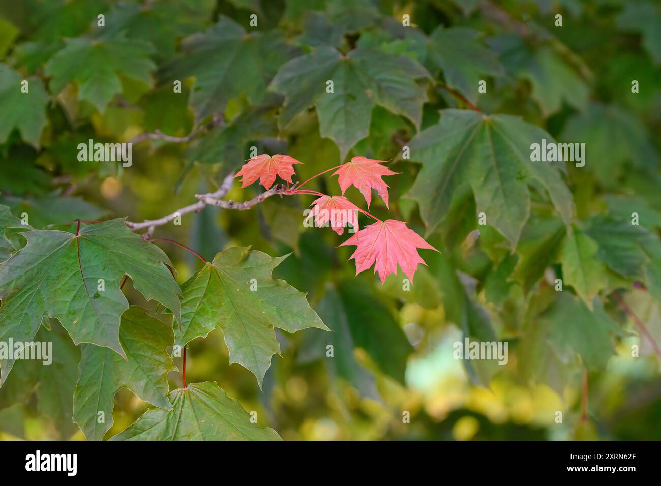 Quatre petites feuilles d'érable rouges se distinguent des feuilles vertes qui les entourent. Faible profondeur de champ. Banque D'Images