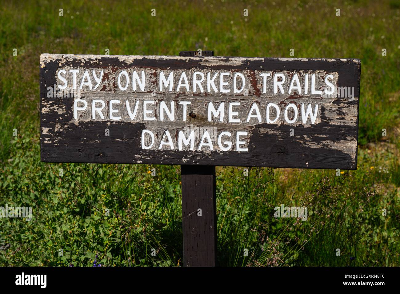 Panneau au parc national du Mont Rainier avec message restez sur les sentiers balisés pour éviter les dommages aux prairies Banque D'Images