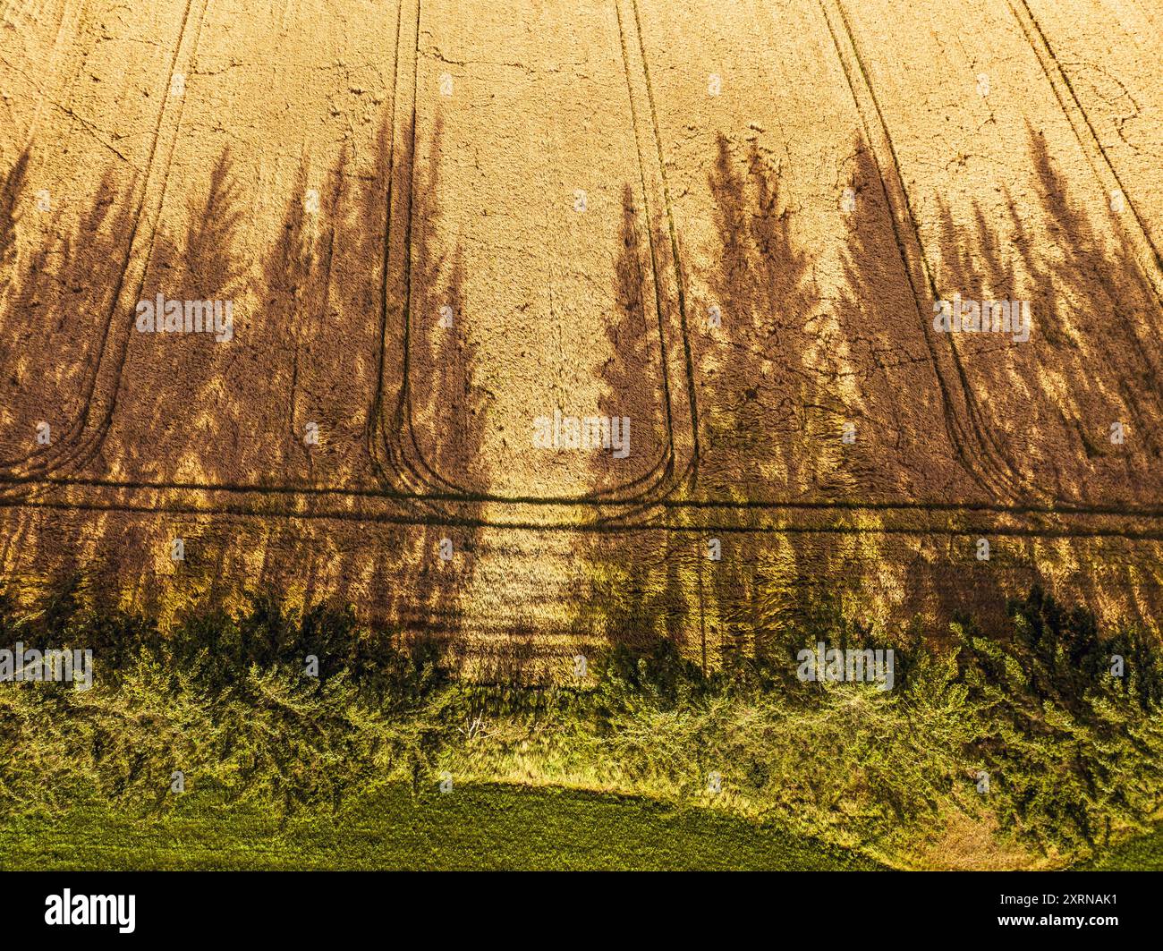 Pins projetant des ombres sur un champ de blé dans le Jutland, au nord du Danemark Banque D'Images