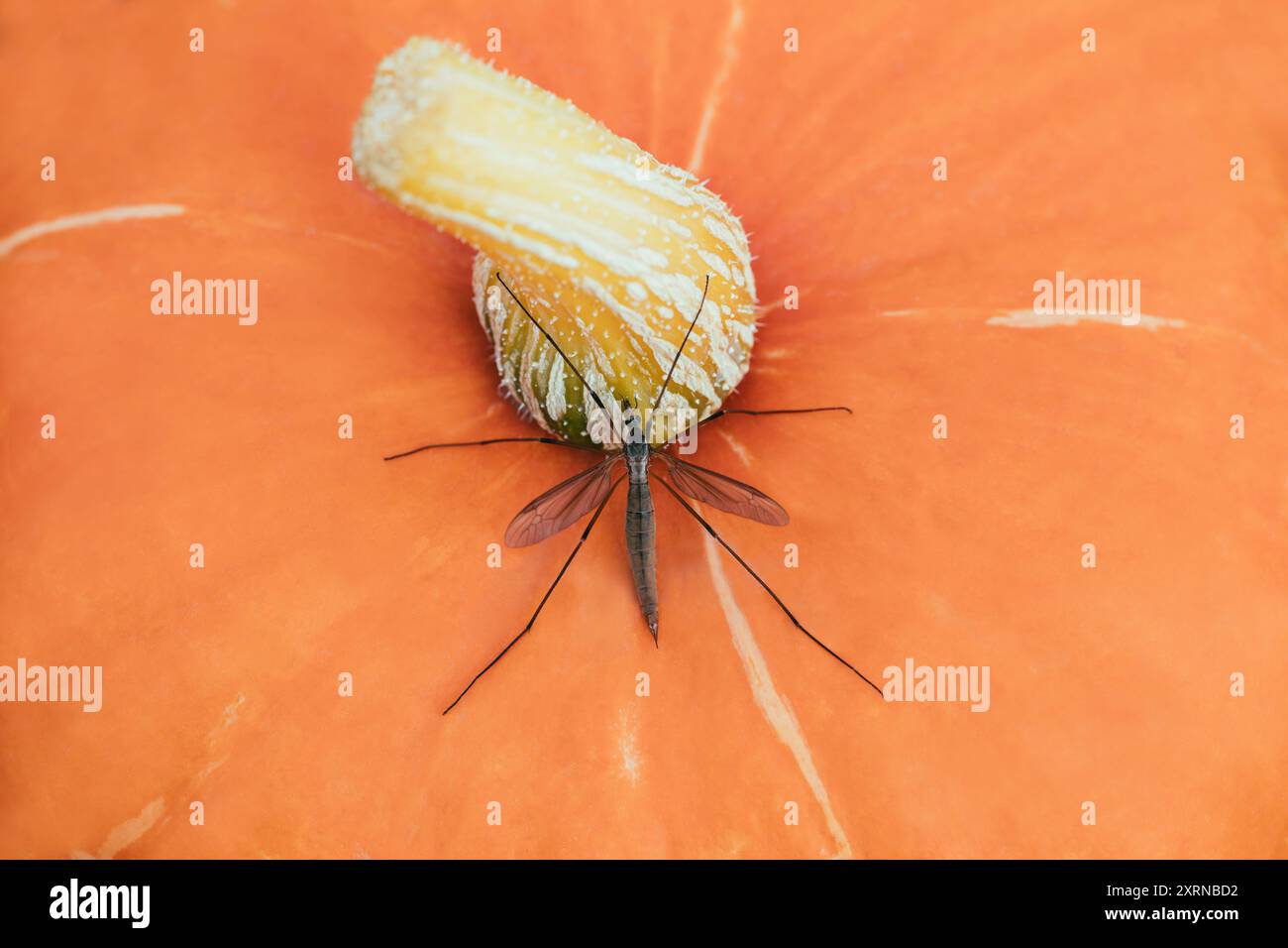 Grand moustique tipula sur fond orange. Grue mouche sur une citrouille, vue de dessus. Macro gros plan. Banque D'Images