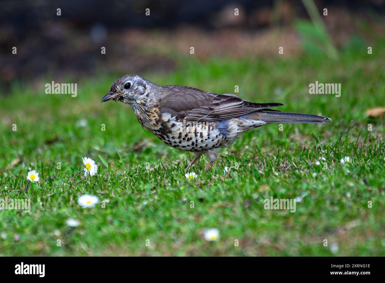 Mistle Thrush repéré à Phoenix Park, Dublin. Se nourrit de baies, d'insectes et de graines. Généralement trouvé dans les bois, les parcs et les jardins à travers l'Europe, AS Banque D'Images