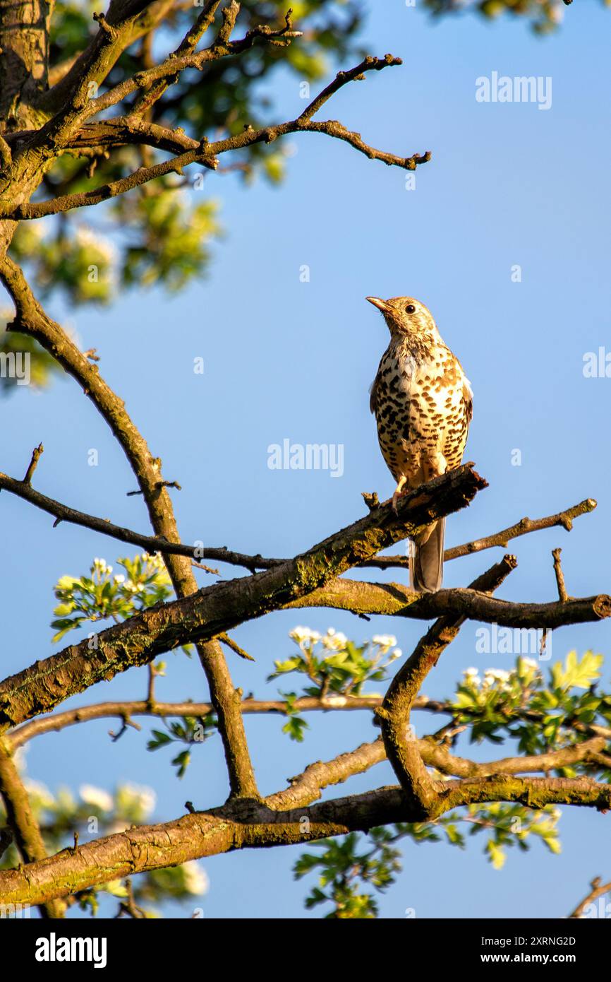 Mistle Thrush repéré à Phoenix Park, Dublin. Se nourrit de baies, d'insectes et de graines. Généralement trouvé dans les bois, les parcs et les jardins à travers l'Europe, AS Banque D'Images