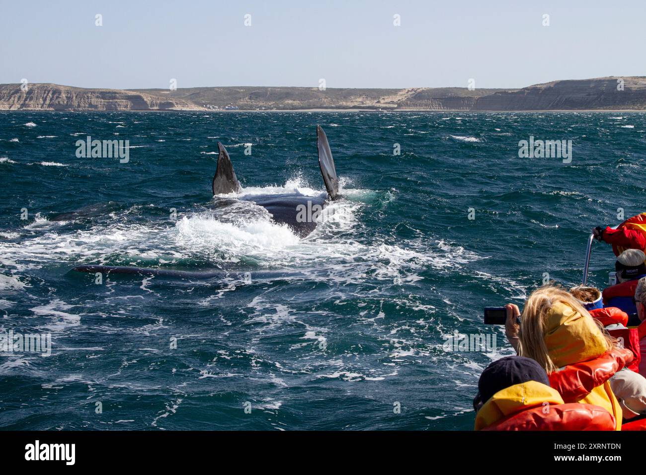 Baleine franche méridionale (Eubalaena australis) mère sur son dos avec les deux nageoires pectorales dans l'air, Puerto Pyramides, Argentine. Banque D'Images