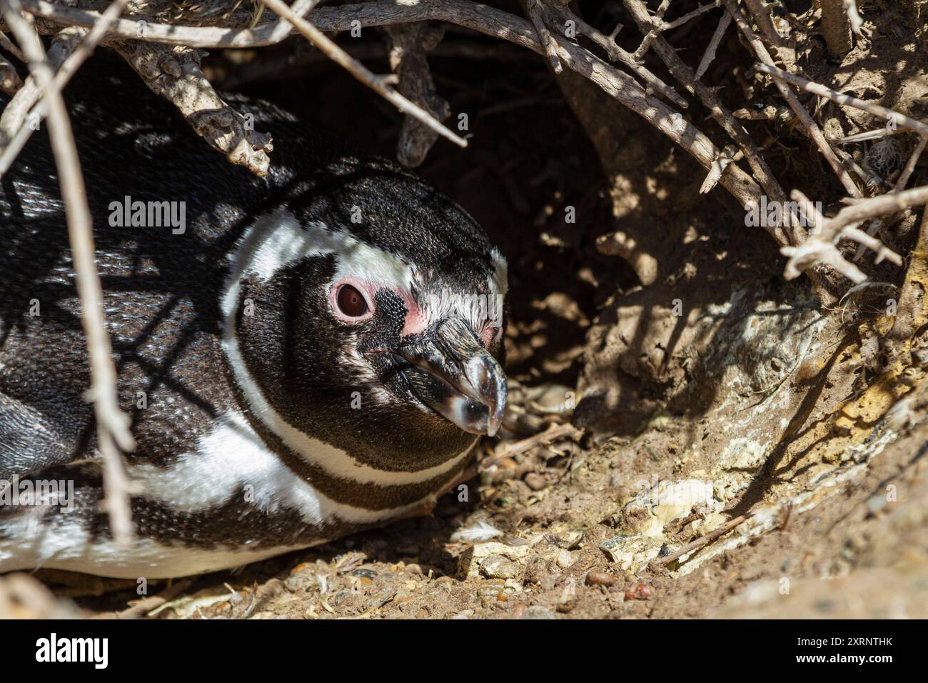 Manchot magellanique adulte (Spheniscus magellanicus) sur un site de reproduction de la péninsule Valdez, Patagonie, Argentine. Banque D'Images