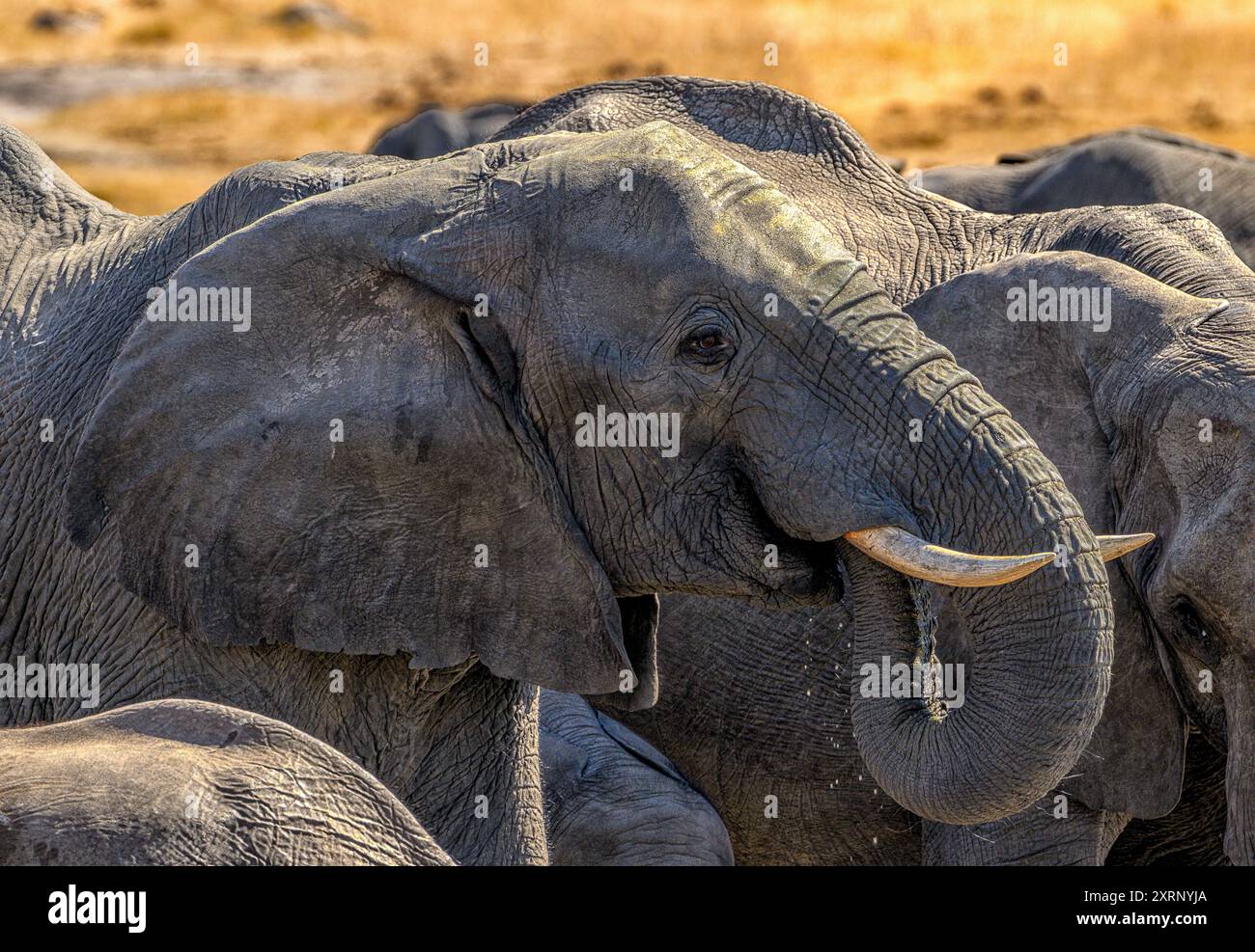 Éléphants buvant au trou d'eau Kennedy 2 Pan dans le parc national de Hwange Banque D'Images