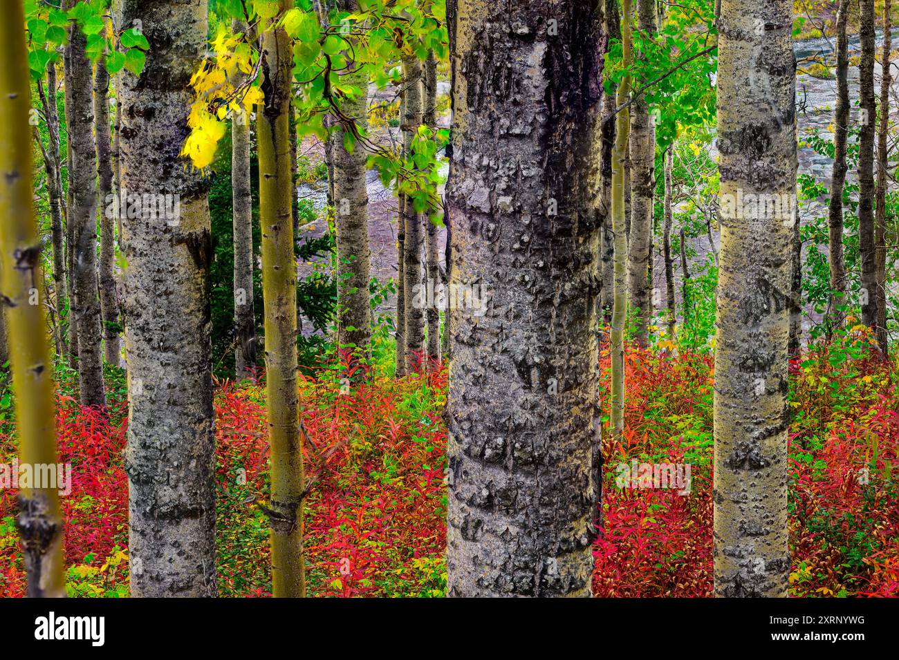 Un bosquet de bouleaux entrecoupés, avec de l'herbe à feu rouge vif, le long de la Glenn Highway en Alaska Banque D'Images