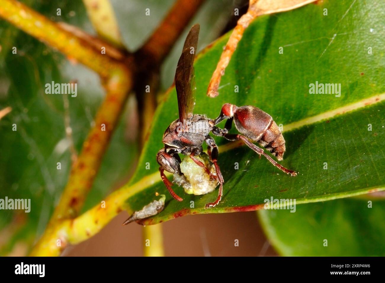 Stick Nest Brown Paper Wasp, Ropalidia sp, probablement Ropalidia revolutionalis. Manger des proies. Coffs Harbour, NSW, Australie Banque D'Images