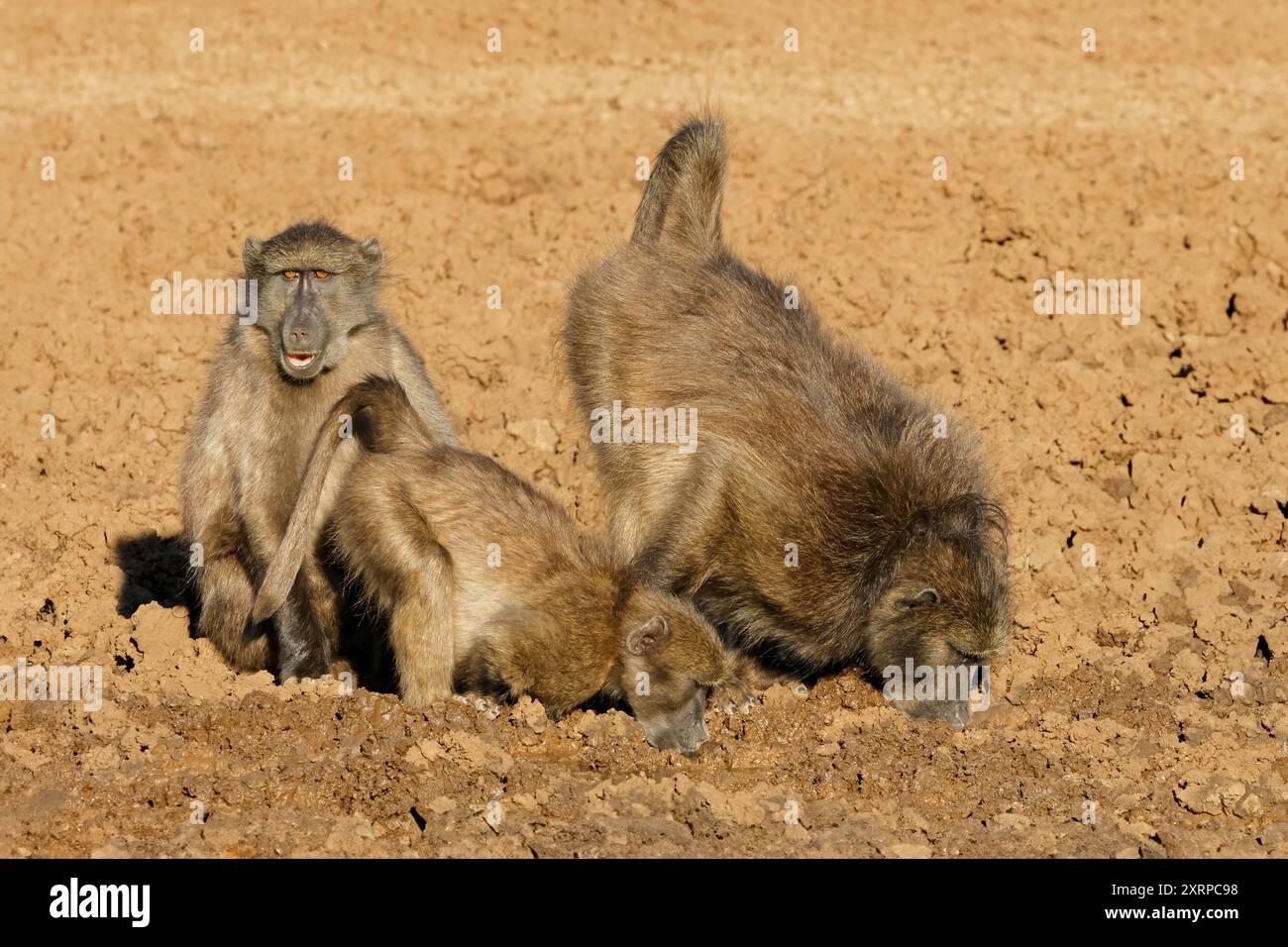 Babouins Chacma (Papio ursinus) dans leur habitat naturel, parc national de Mokala, Afrique du Sud Banque D'Images
