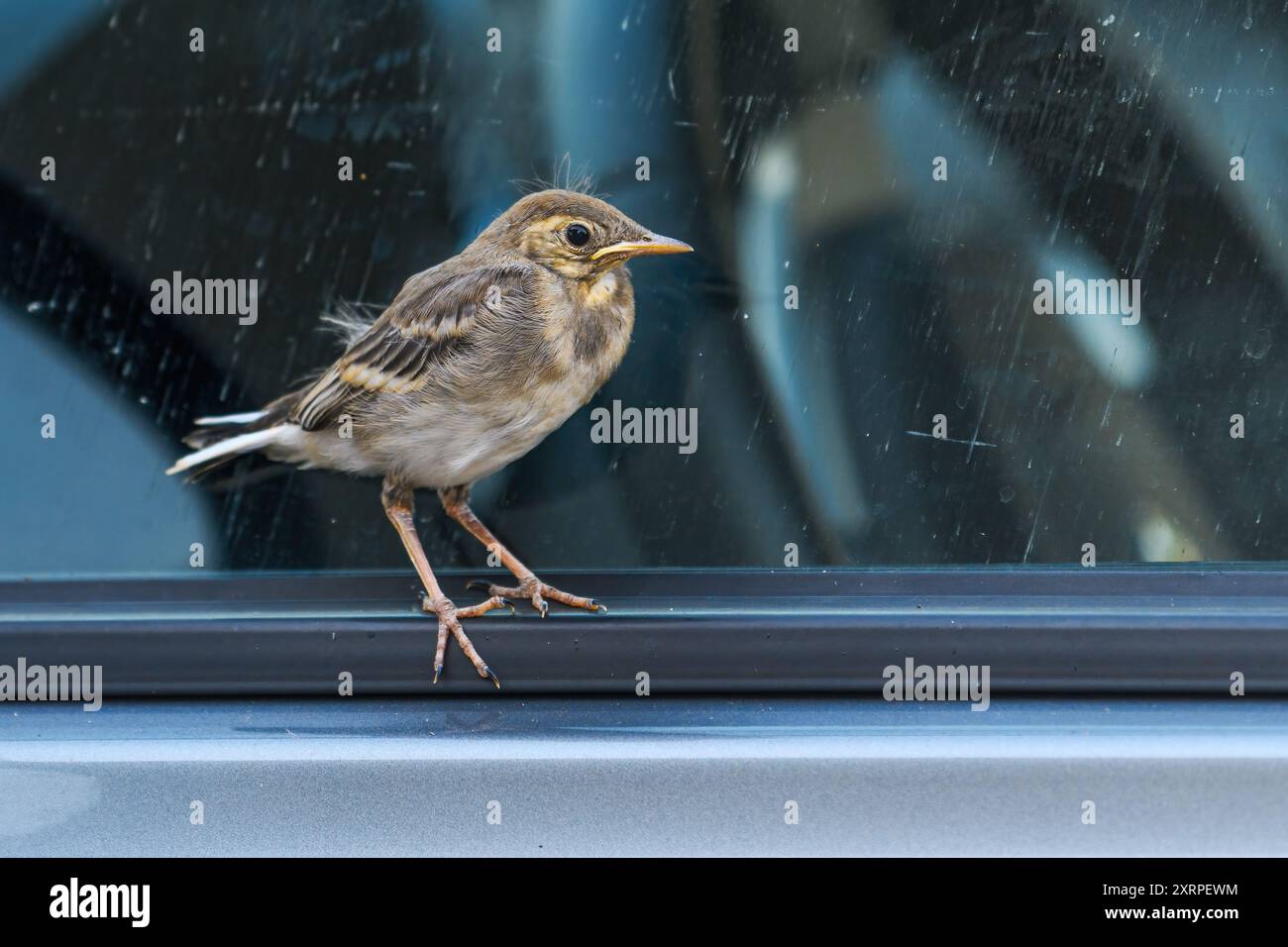 Un petit oiseau étourdissant repose sur la fenêtre d'une voiture garée, mise au point sélective Banque D'Images