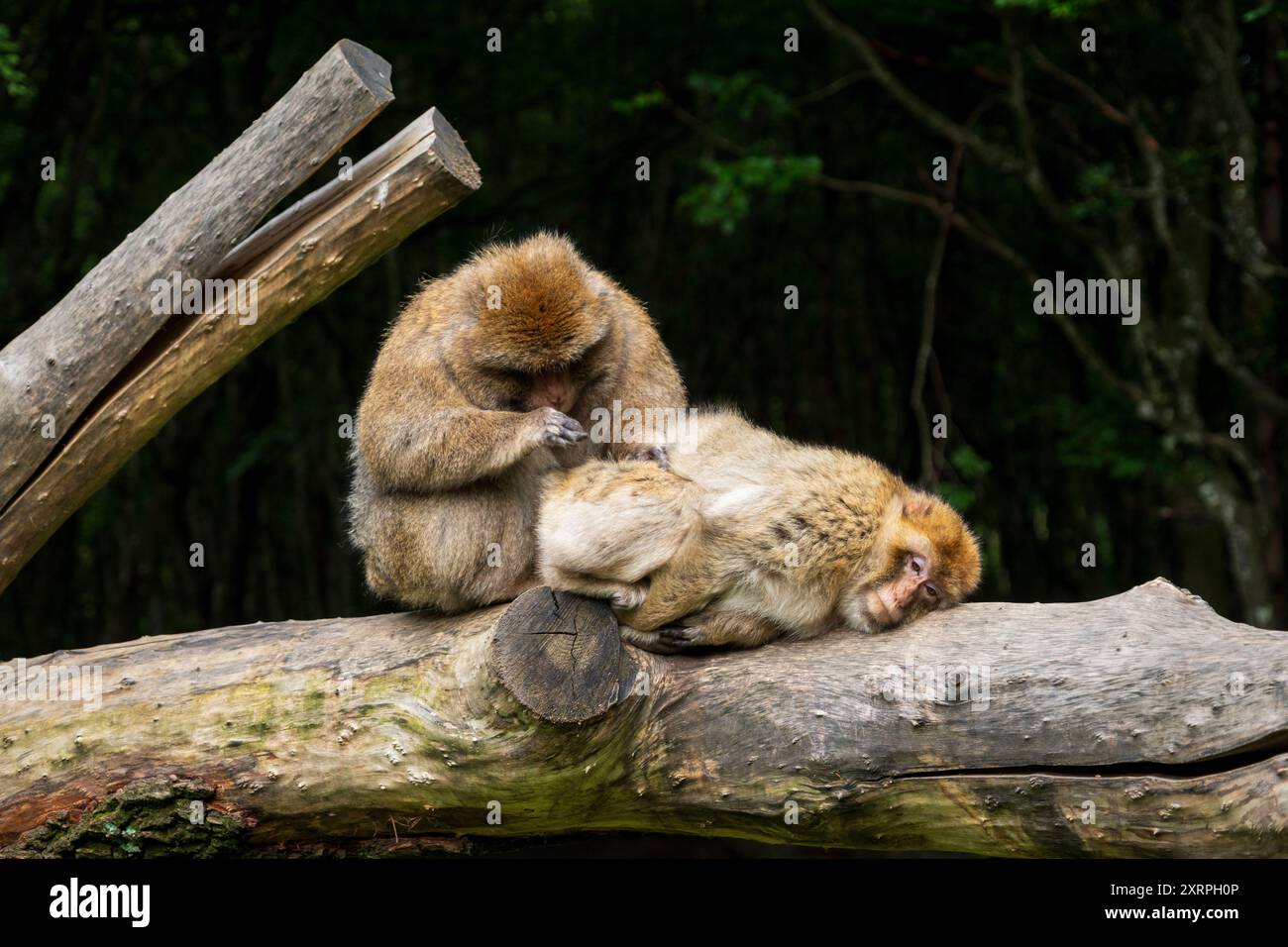 Singes à Affenberg Salem, Parc de protection des animaux de singe à Salem, Bade-Württemberg, Allemagne Banque D'Images