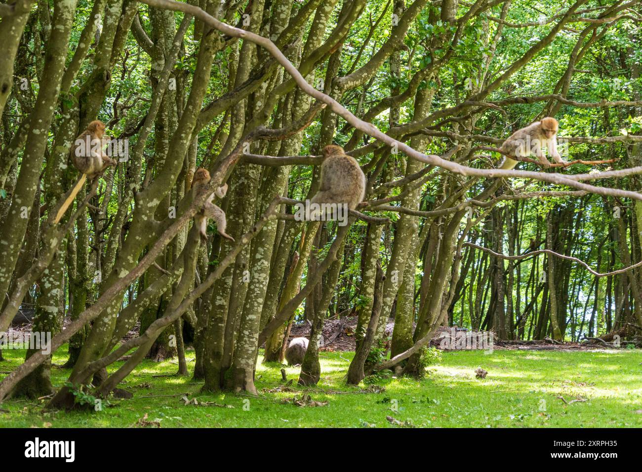 Singes à Affenberg Salem, Parc de protection des animaux de singe à Salem, Bade-Württemberg, Allemagne Banque D'Images