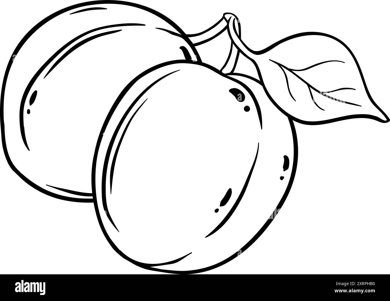 Fruit d'abricot avec feuilles illustration de contour. Illustration de Vecteur