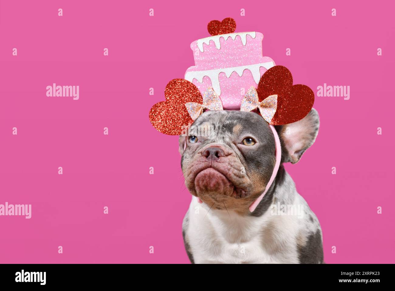 Chien bouledogue français drôle avec bandeau avec gâteau de fête d'anniversaire et coeurs pn fond rose avec espace de copie Banque D'Images Chien bouledogue français drôle avec bandeau avec gâteau de fête d'anniversaire et coeurs pn fond rose avec espace de copie Banque D'Images