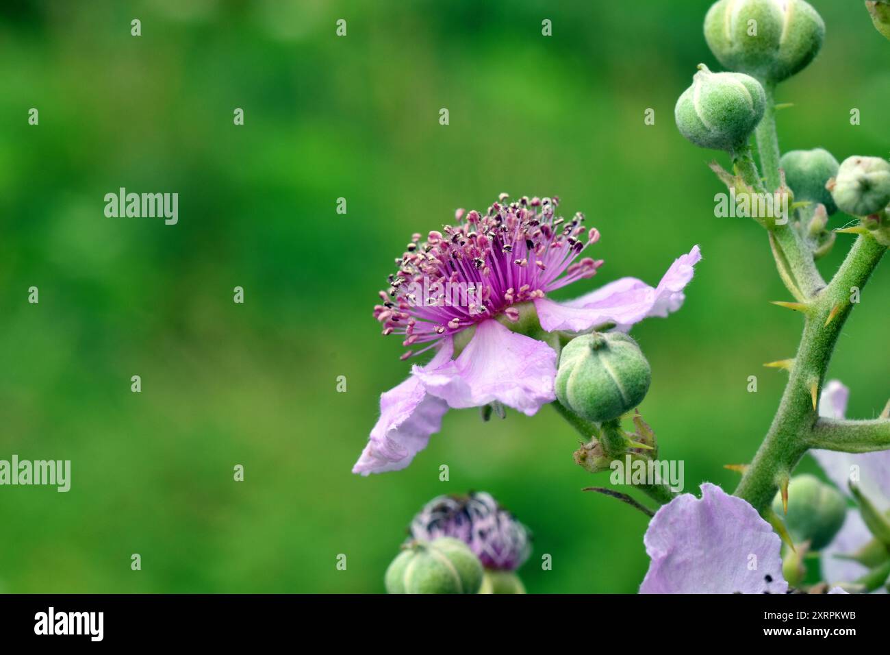 Détail de la fleur rose de la mûre (Rubus ulmifolius) Banque D'Images