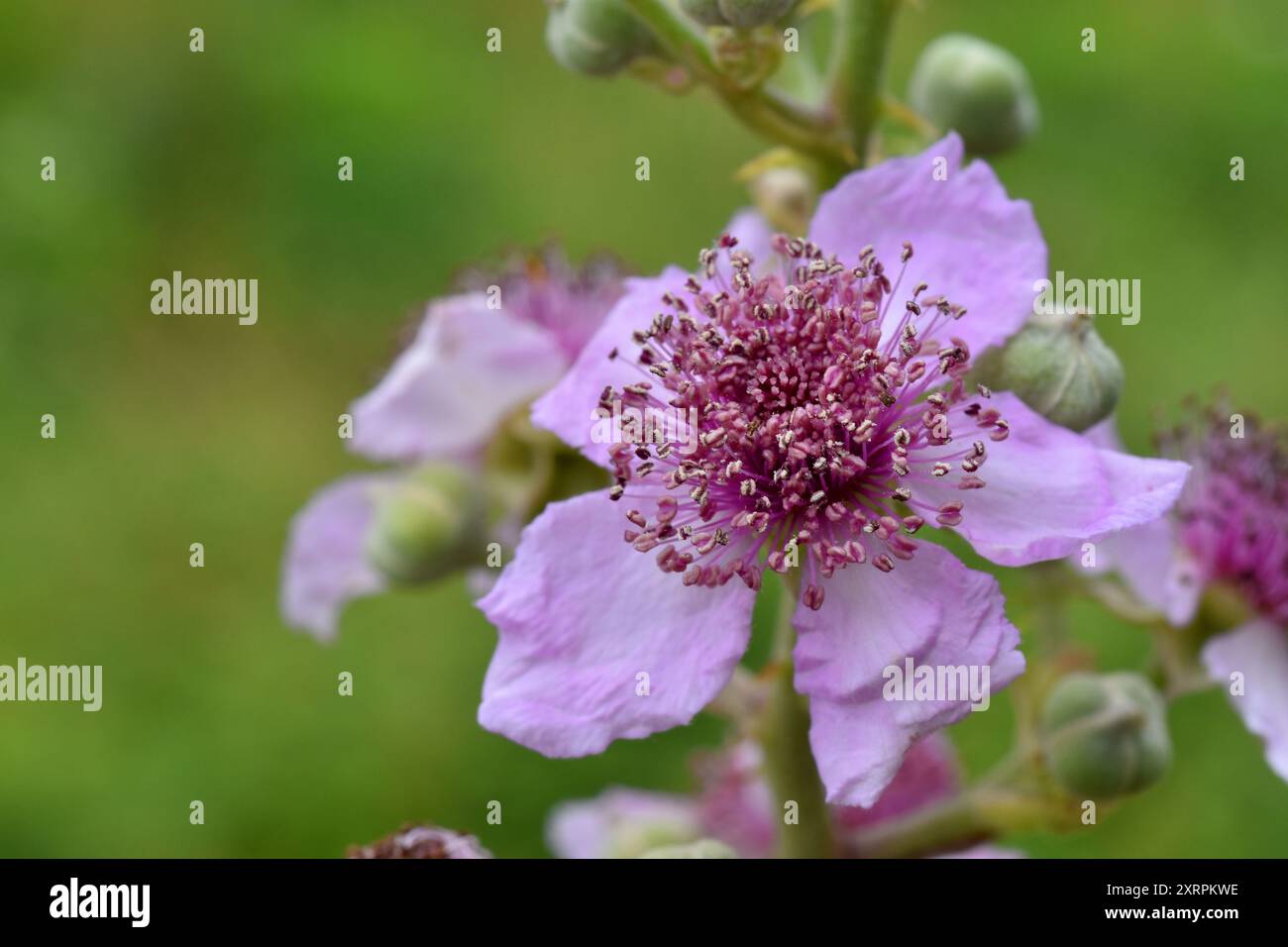 Détail de la fleur rose de la mûre (Rubus ulmifolius) Banque D'Images