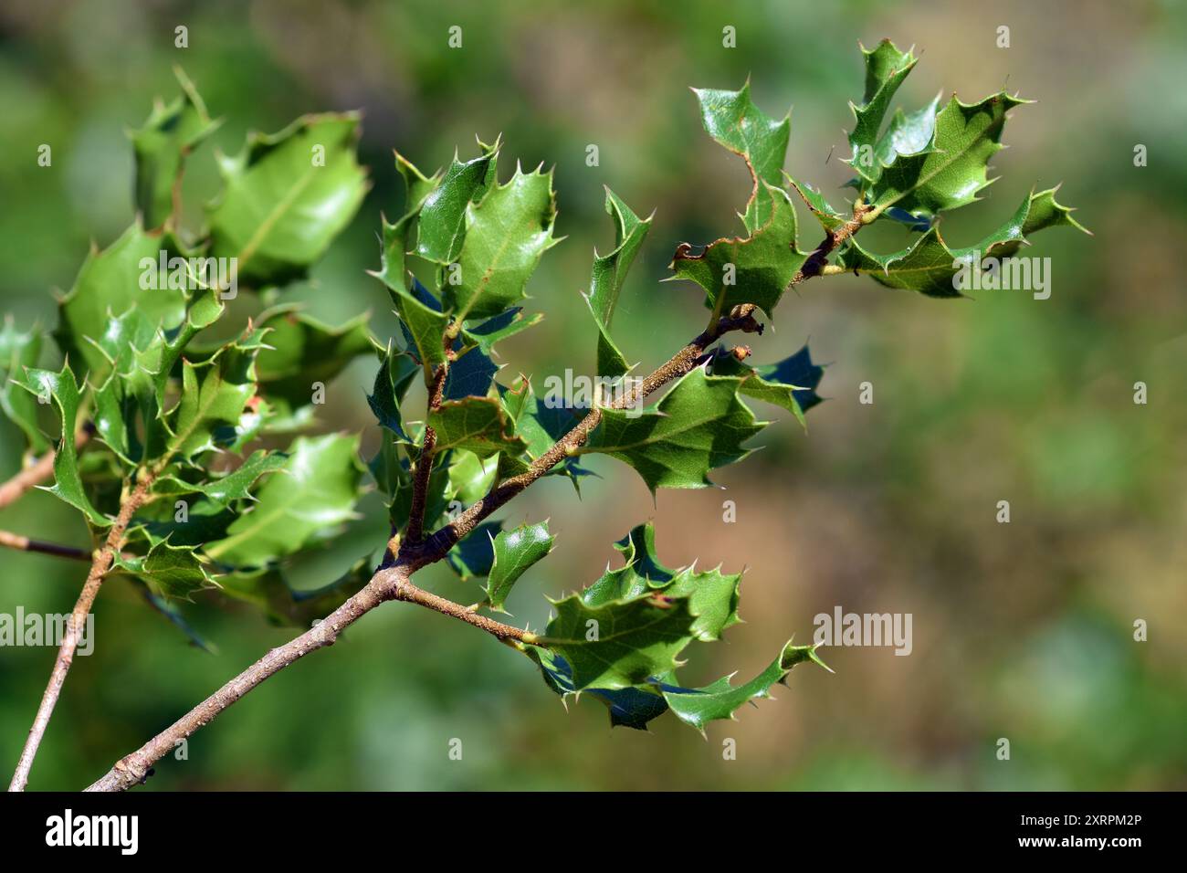 Branches à feuilles de chêne Kermes (Quercus coccifera) Banque D'Images