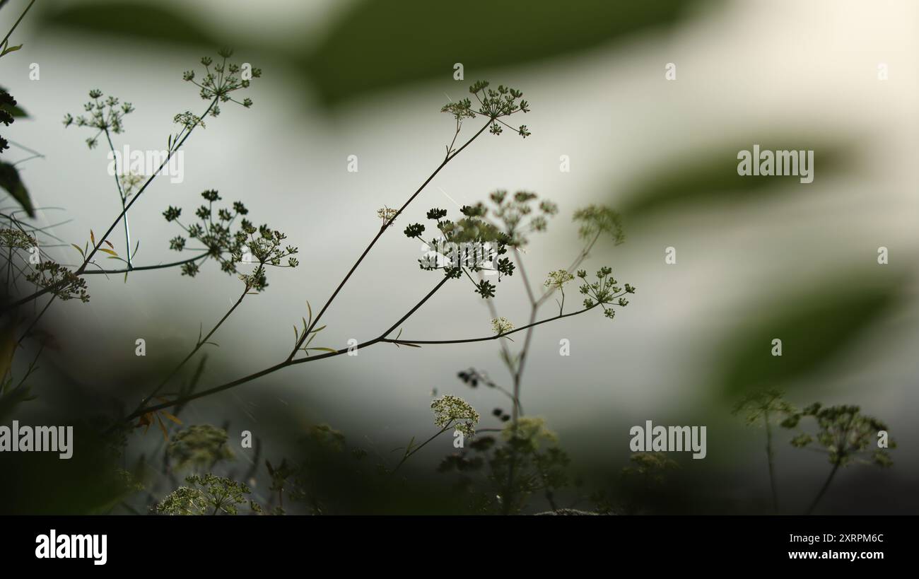 silhouette de fleurs et de graines de persil Banque D'Images