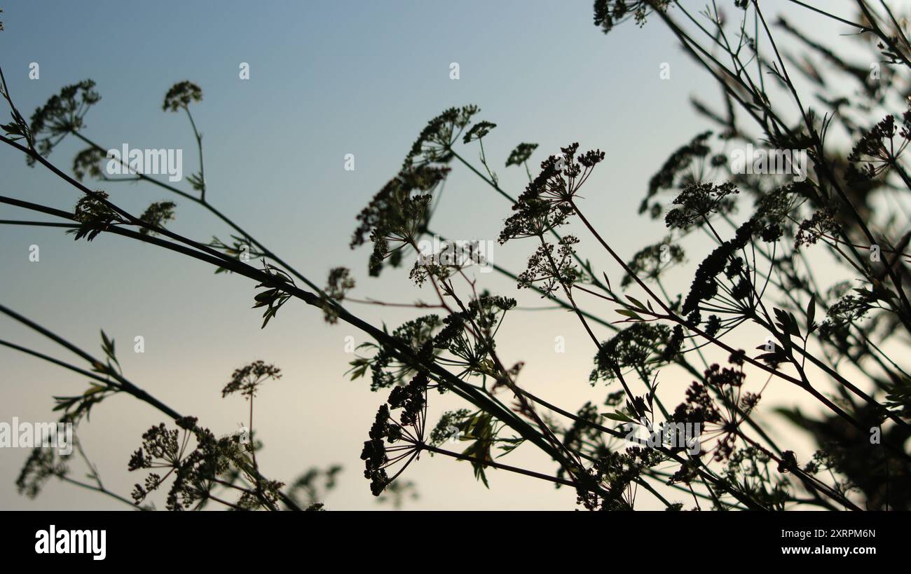 silhouette de fleurs et de graines de persil Banque D'Images