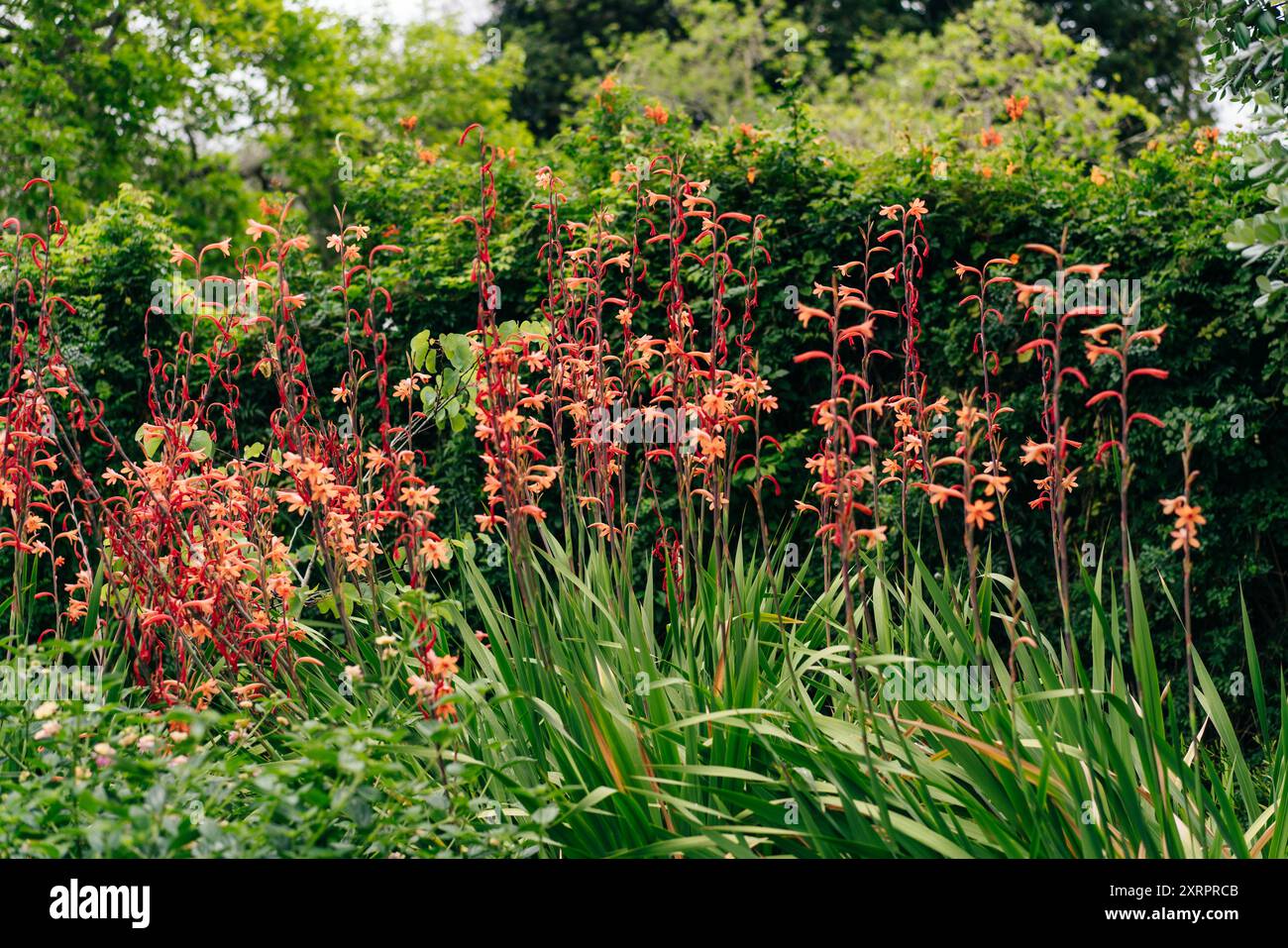 Nom scientifique Chasmanthe floribunda et nom commun plantes de fleurs de drapeau africain dans le parc. Photo de haute qualité Banque D'Images