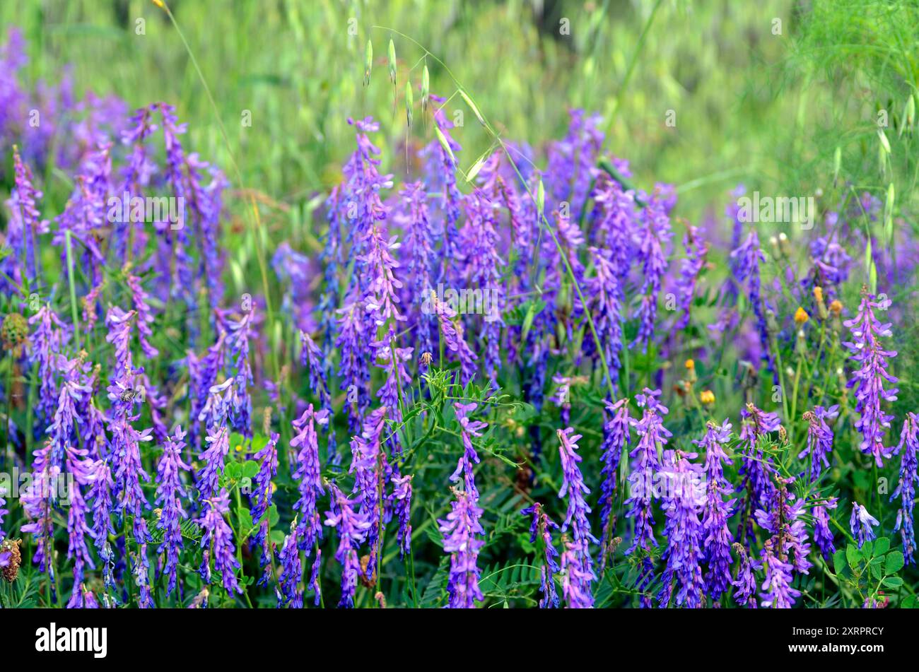 La vesce touffetée (Vicia cracca) en fleur Banque D'Images