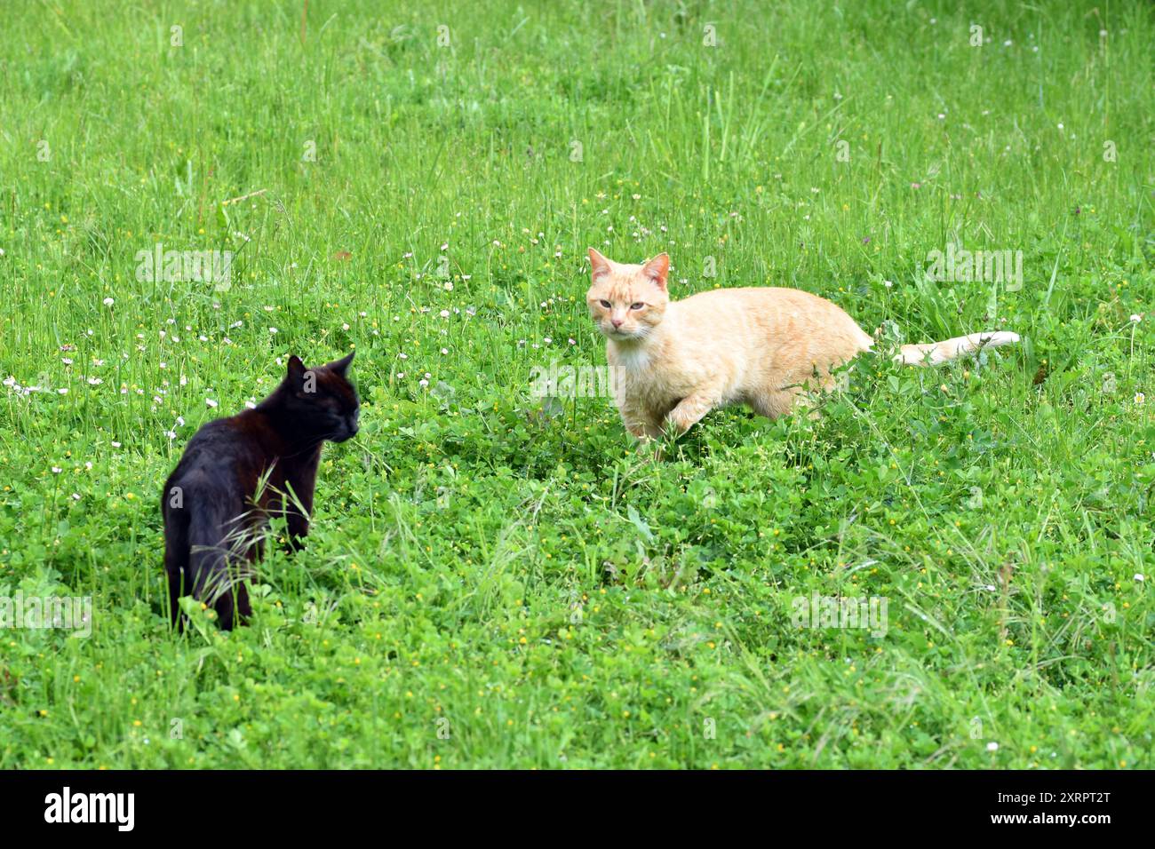 Deux chats errants (Felis silvestris catus) dans le pré d'une zone rurale Banque D'Images