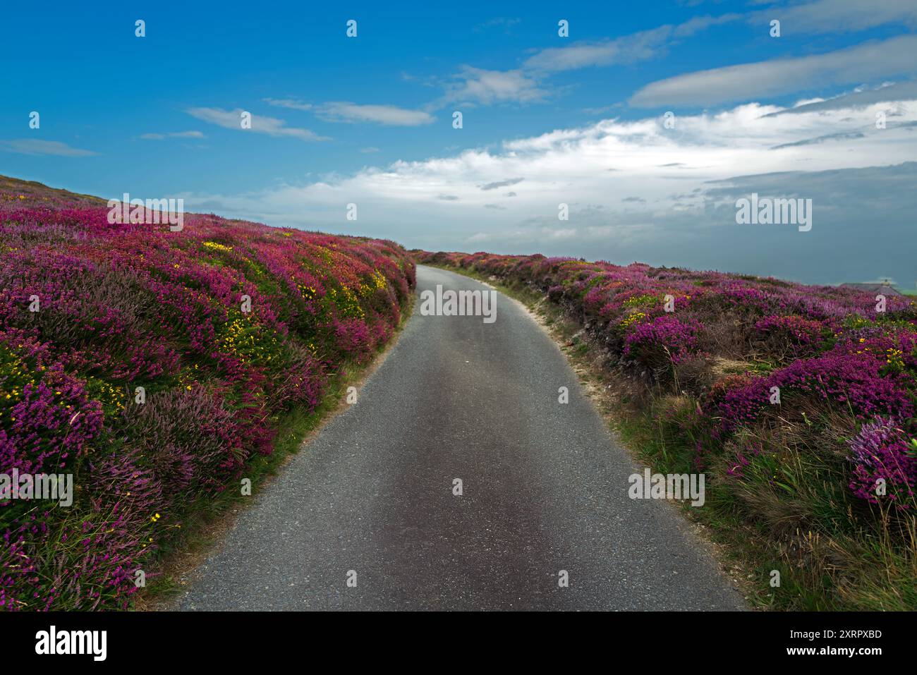 Landes côtières colorées au bord de la route sur Holy Island près de South Stack dans le nord du pays de Galles. Banque D'Images