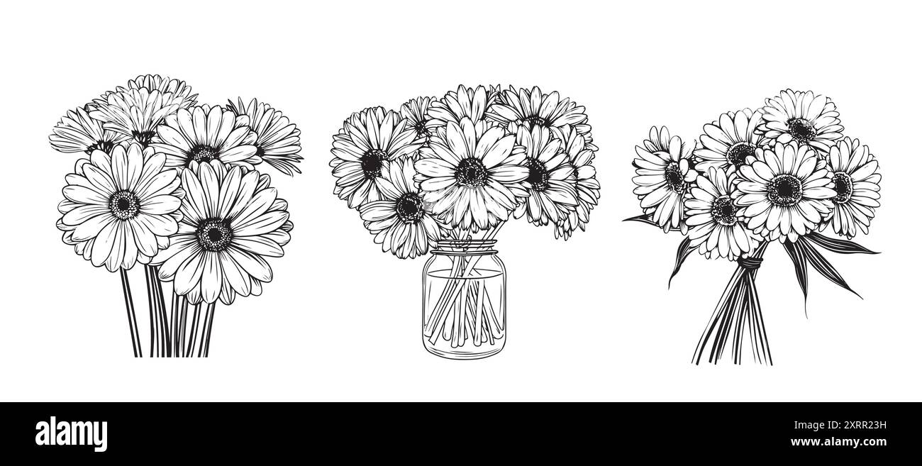 Gerbera fleur dessinée à la main Barberton Marguerite, fleur, Gerbera Transvaal Marguerite Illustration de Vecteur