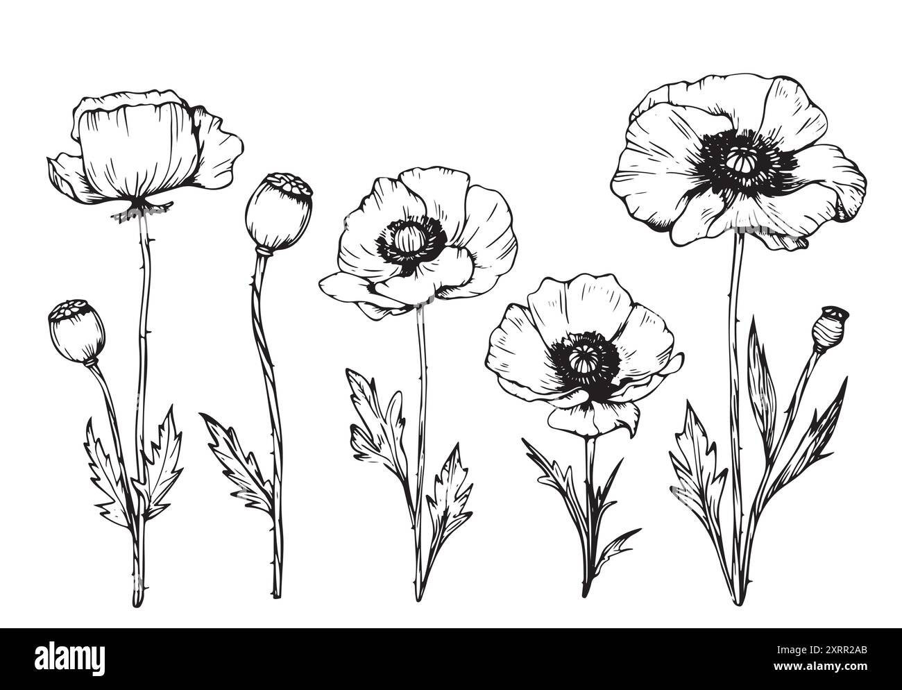 Dessin au trait vectoriel avec des coquelicots. Mur noir se transforme Fond d'écran floral monochrome. Ornement de fleur bon pour le web, l'impression et le pochoir. Illustration de Vecteur