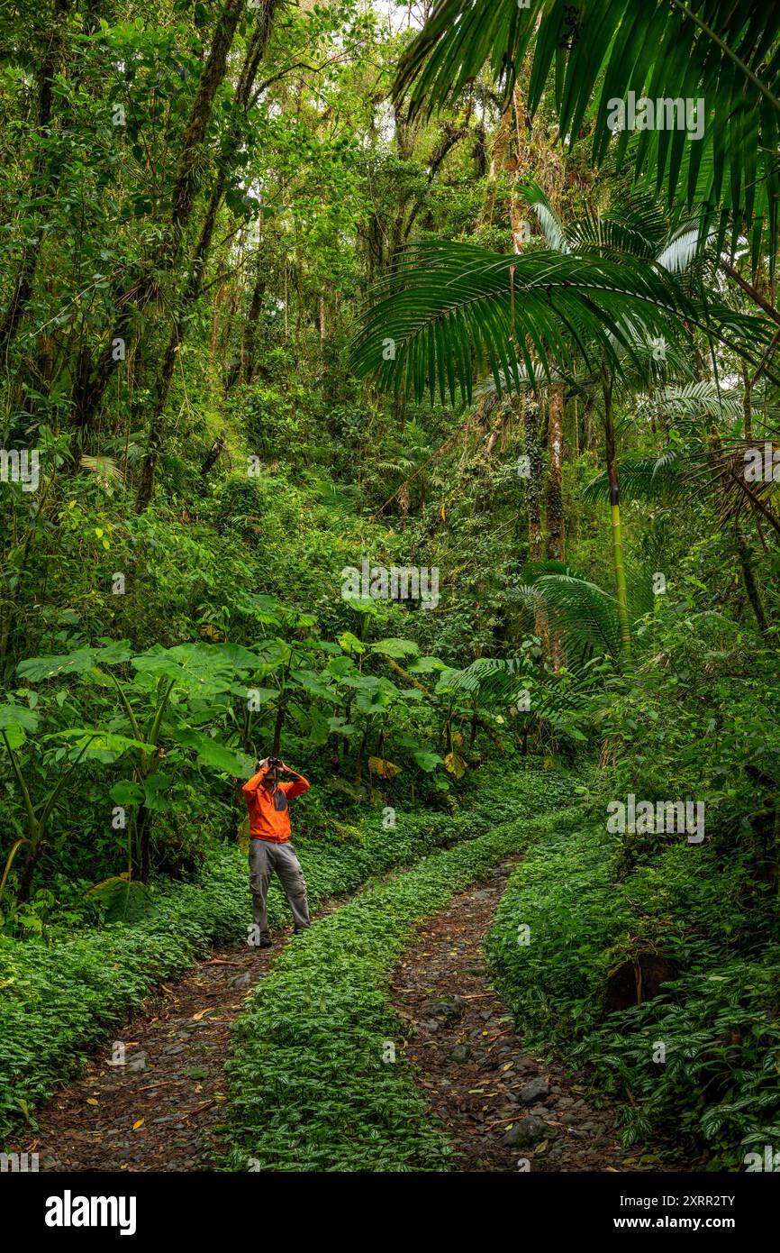 Observation des oiseaux dans la forêt nuageuse à la recherche d'oiseaux, Chiriqui, Panama Banque D'Images