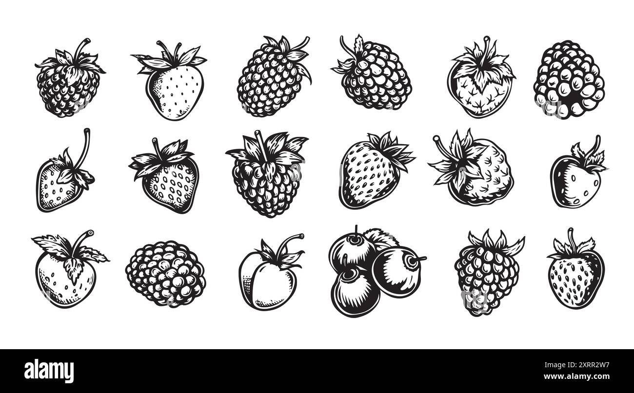 Dessin vectoriel de framboise. Croquis isolé de branche de baies sur fond blanc. Illustration de style gravé fruit d'été. Végétarien détaillé dessiné à la main f Illustration de Vecteur