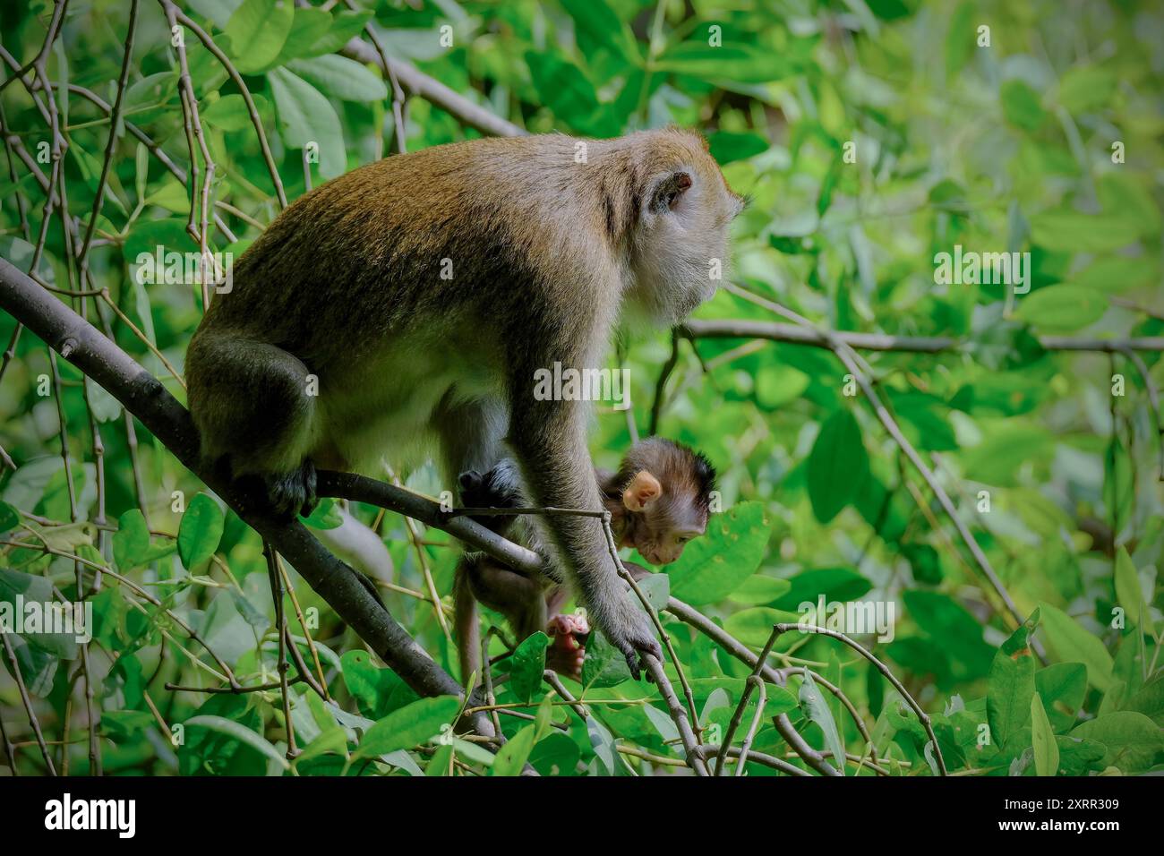 Macaque à longue queue sur l'arbre Banque D'Images