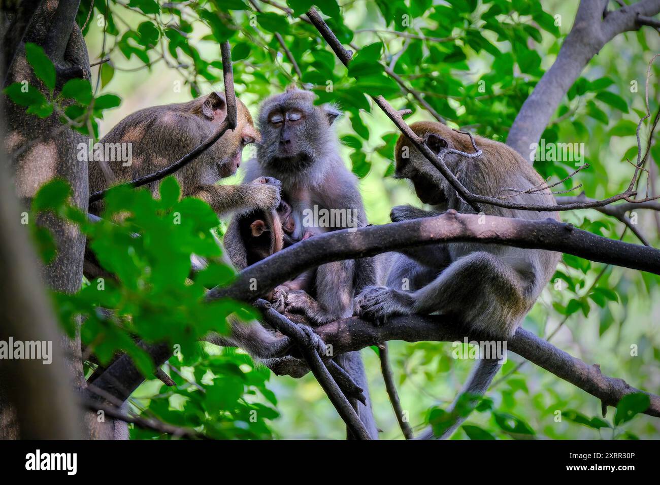 Macaque à longue queue sur l'arbre Banque D'Images