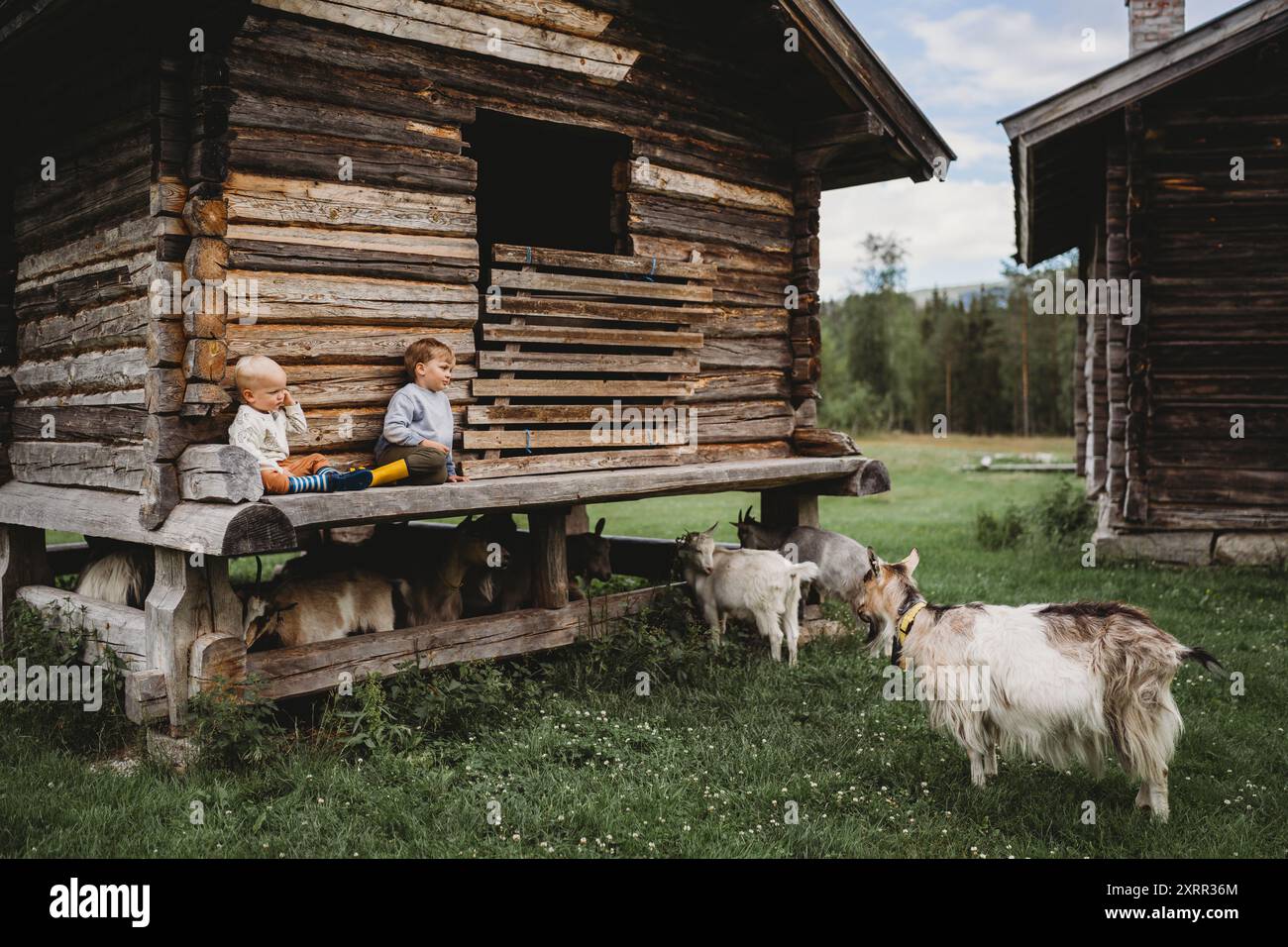 Jeunes enfants sur une maison en bois dans la forêt avec des chèvres sauvages Banque D'Images