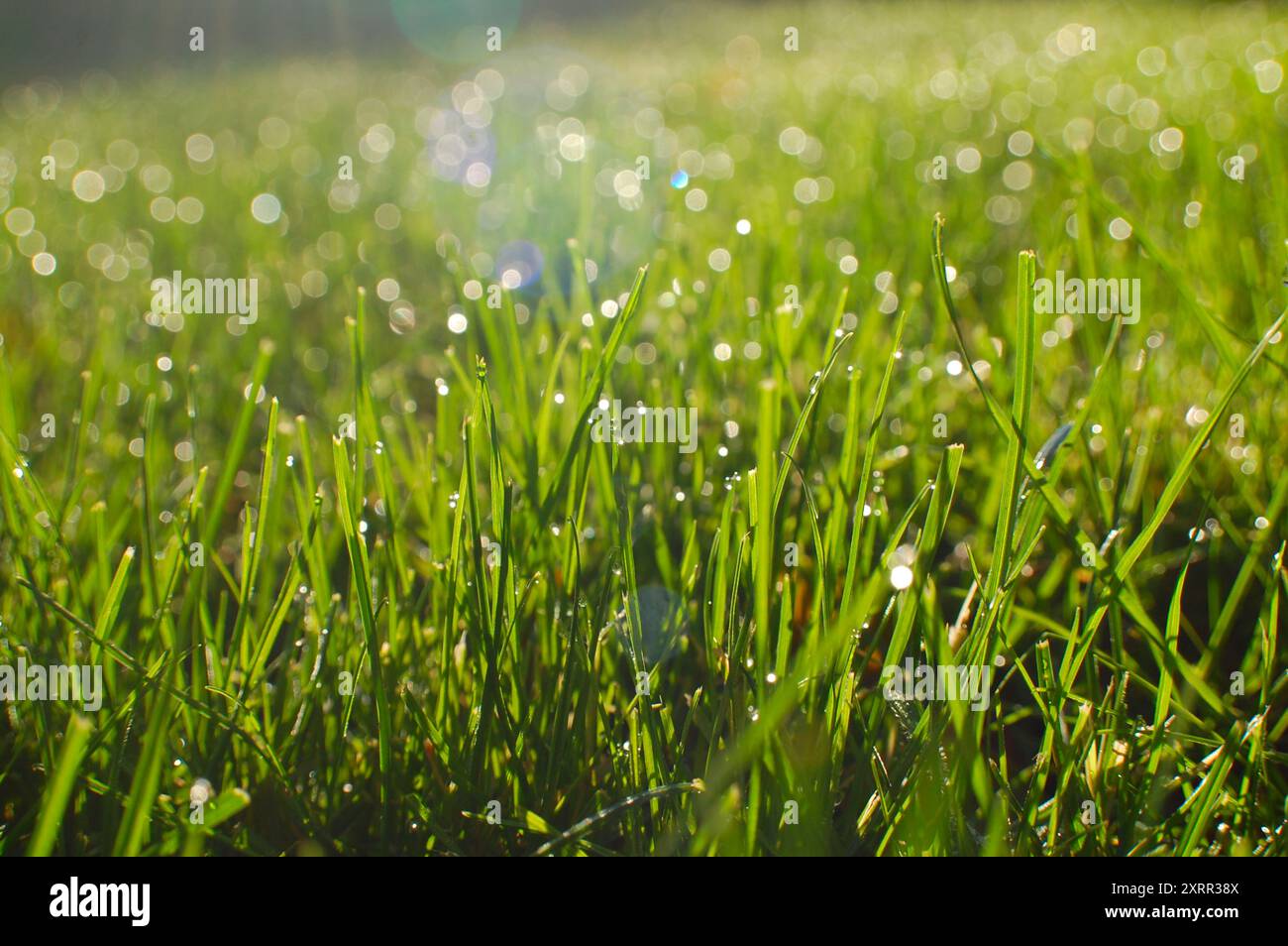 Rosée matinale sur des lames d'herbe scintillantes au soleil avec Bokeh Banque D'Images