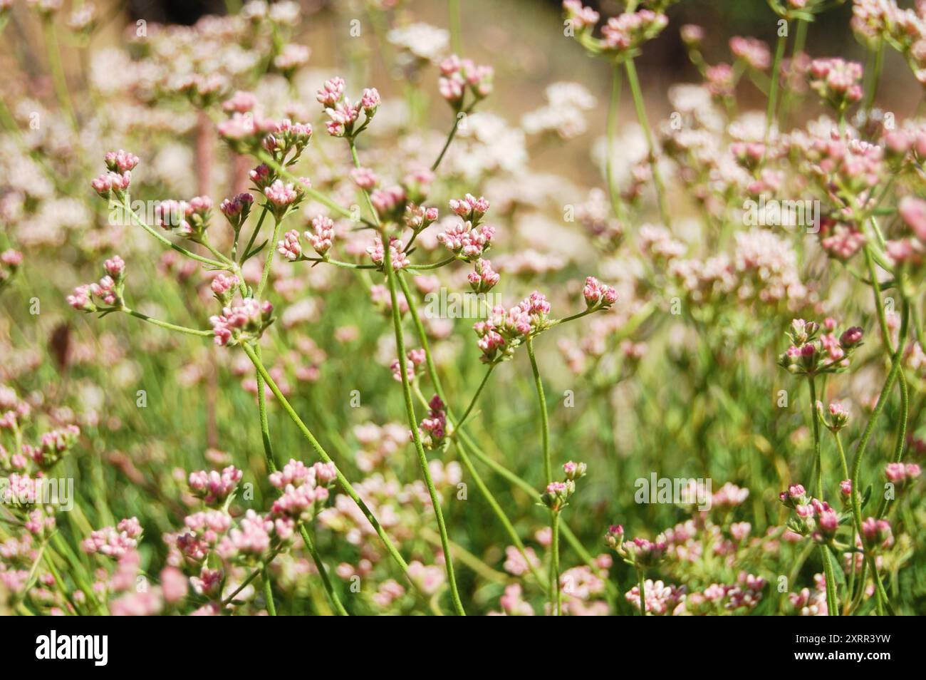 Espèce éteinte du mont Diablo Buckheat Wildflower trouvée dans le désert Banque D'Images