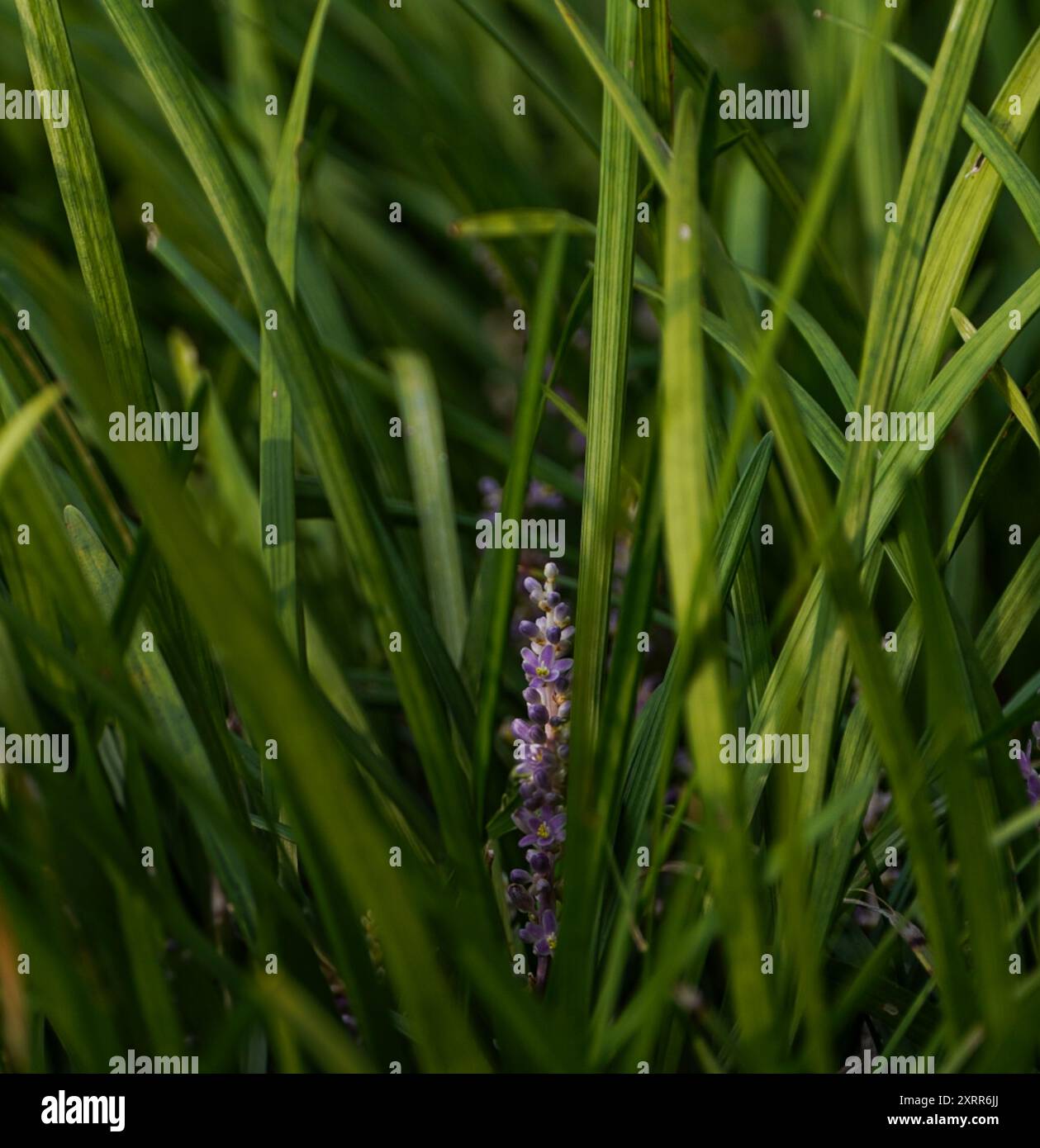 Fleur violette jetant un coup d'œil à travers l'herbe verte Banque D'Images
