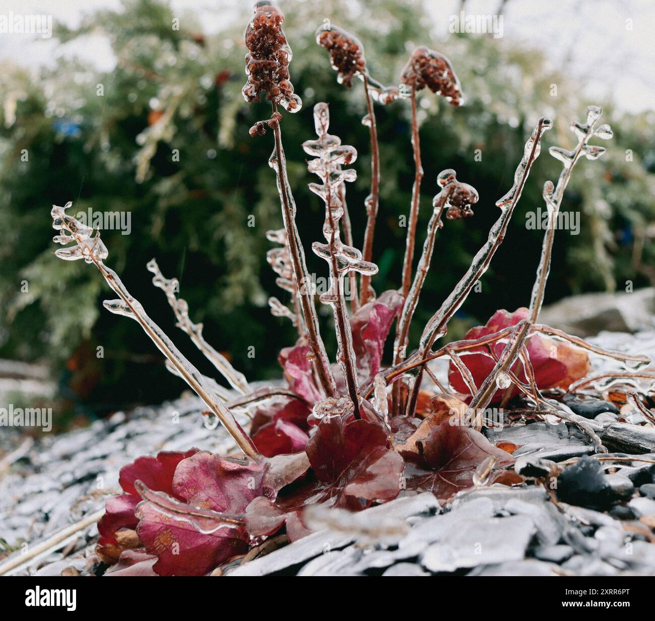 Plantes d'hiver congelées couvertes de glace Banque D'Images