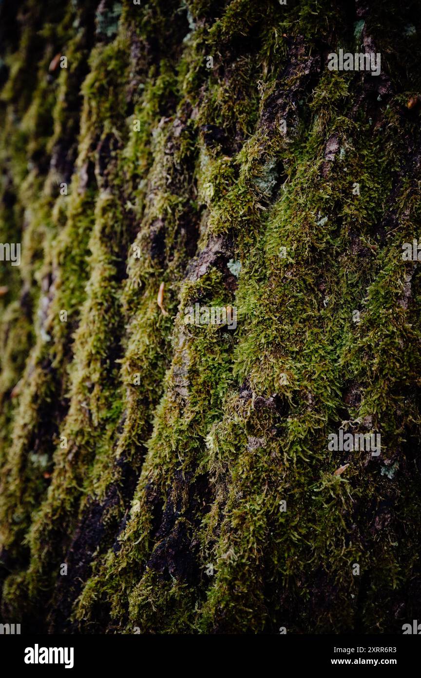 Gros plan de mousse verte sur l'écorce d'arbre rugueuse, affichant une texture riche Banque D'Images