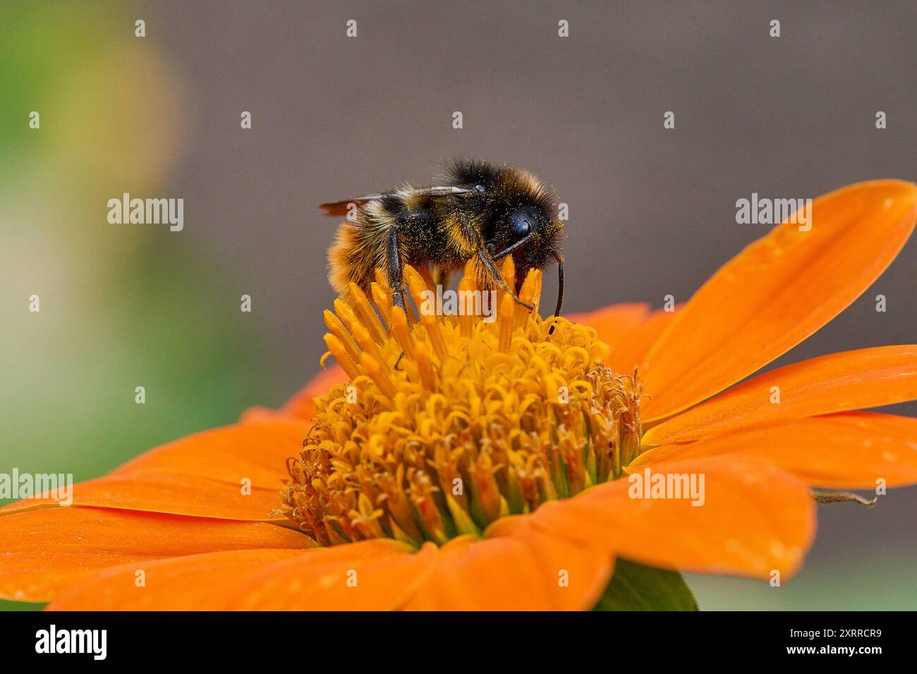 Natur Mexikanische Sonnenblume Tithonia diversifolia Eine Heidehummel Bombus jonellus auf der Bluete einer Mexikanischen Sonnenblume Tithonia diversifolia. 23.7.2022 *** nature tournesol mexicain Tithonia diversifolia bourdon de bruyère Bombus jonellus sur la fleur d'un tournesol mexicain Tithonia diversifolia 23 7 2022 Banque D'Images