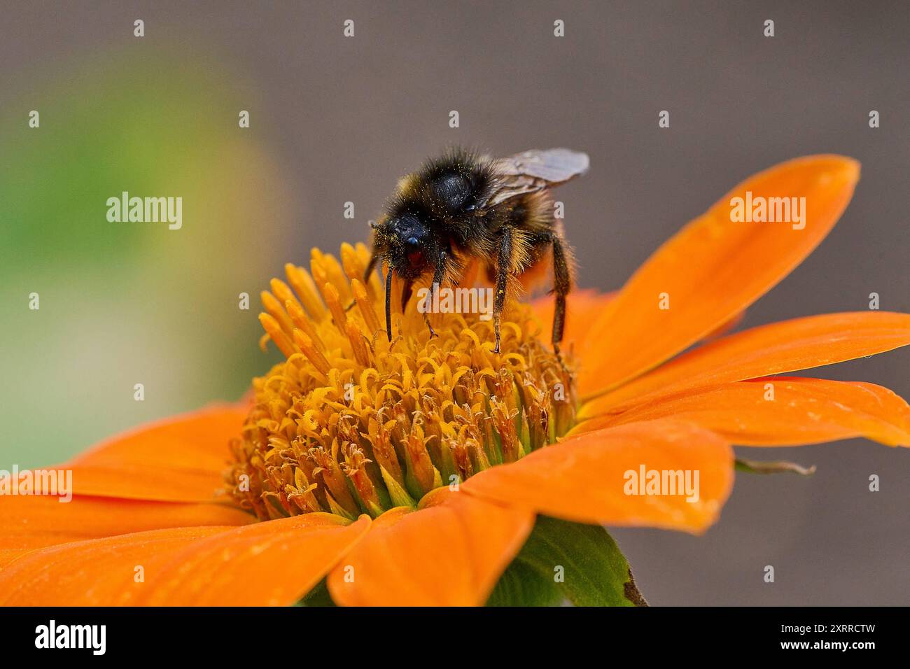 Natur Mexikanische Sonnenblume Tithonia diversifolia Eine Heidehummel Bombus jonellus auf der Bluete einer Mexikanischen Sonnenblume Tithonia diversifolia. 23.7.2022 *** nature tournesol mexicain Tithonia diversifolia bourdon de bruyère Bombus jonellus sur la fleur d'un tournesol mexicain Tithonia diversifolia 23 7 2022 Banque D'Images