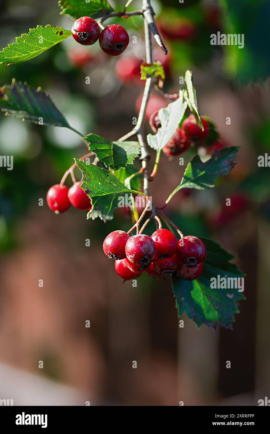 Gros plan de baies d'aubépine mûres sur une branche, mettant en valeur leur riche couleur rouge et leurs feuilles vertes luxuriantes, parfaites pour la phytothérapie et les amoureux de la nature. Banque D'Images