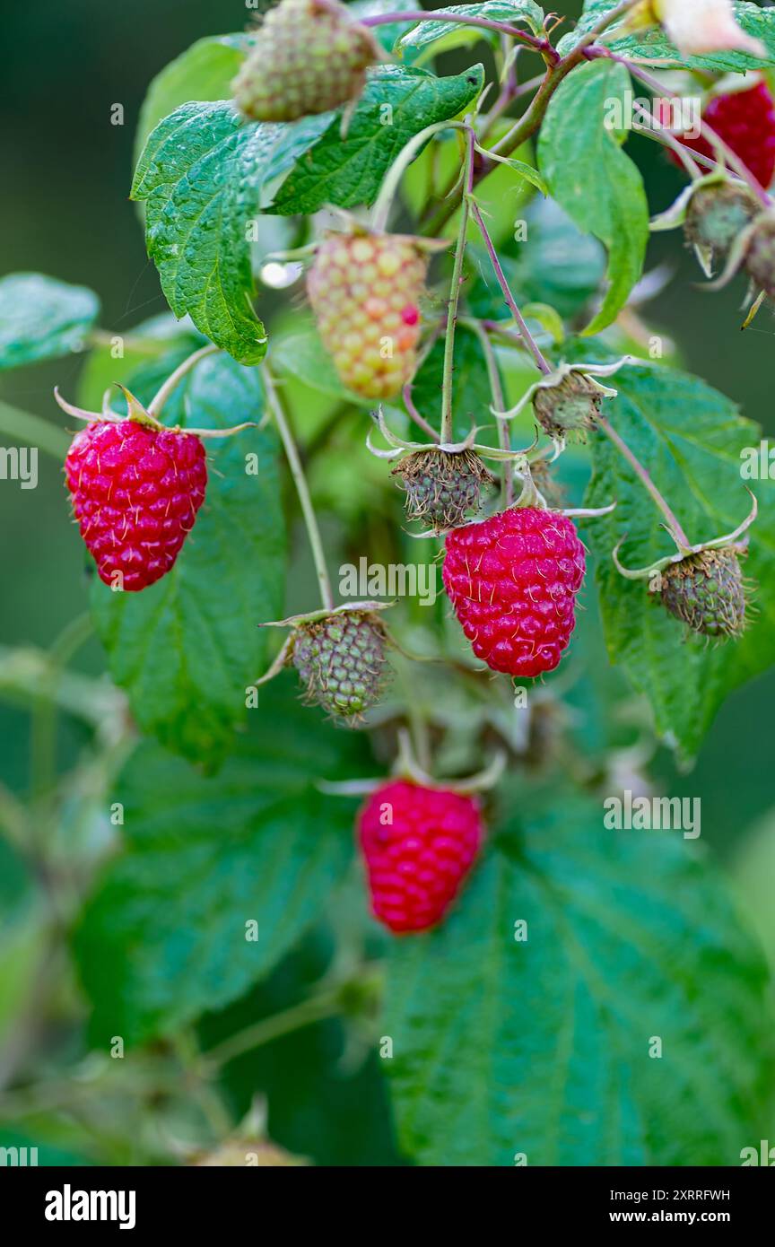 Les framboises rouges vibrantes pendent parmi les feuilles vertes luxuriantes, mettant en valeur leur texture juteuse et leurs bienfaits pour la santé, parfaites pour la phytothérapie et les eati sains Banque D'Images