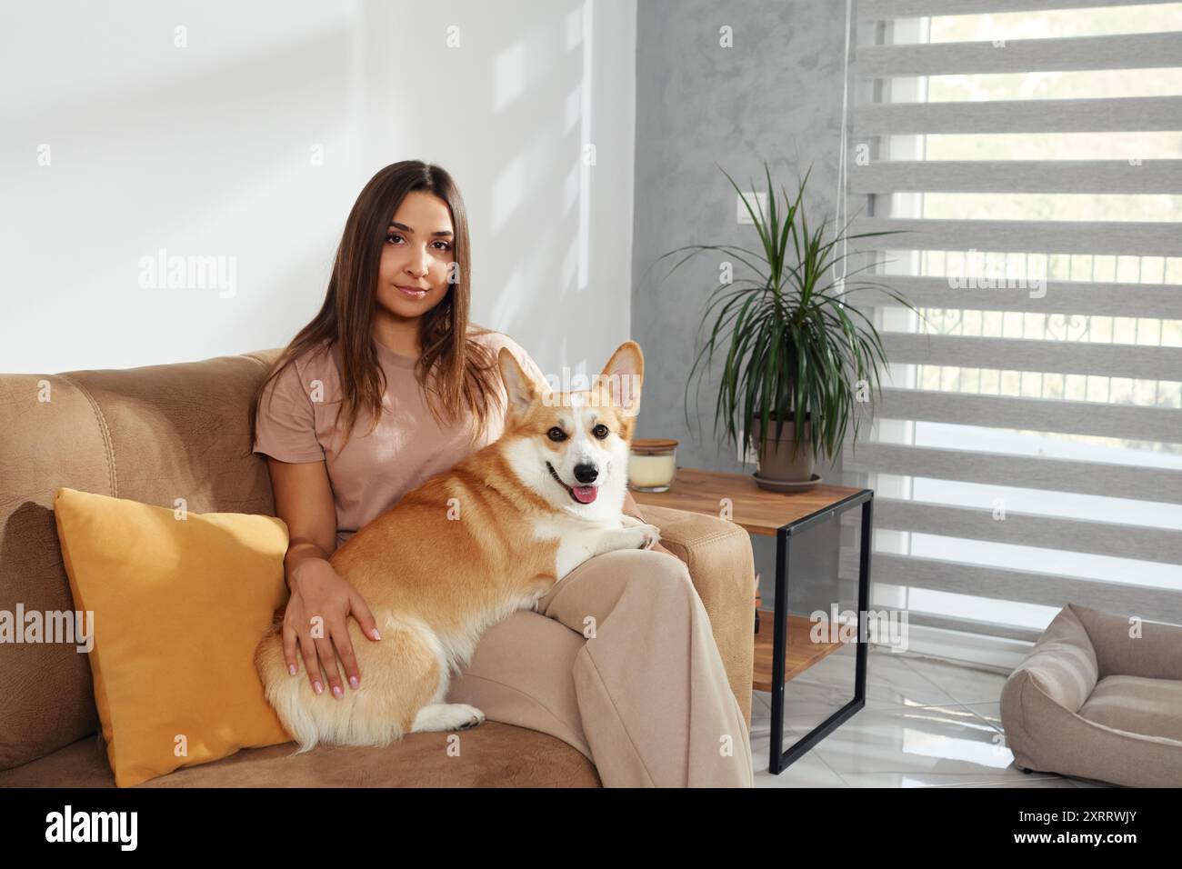 La joie émane d'une femme jouant avec son chien Corgi sur un canapé. La lumière du soleil se filtre alors qu'elle chatouille son ravi Pembroke Welsh Corgi, créant un Banque D'Images