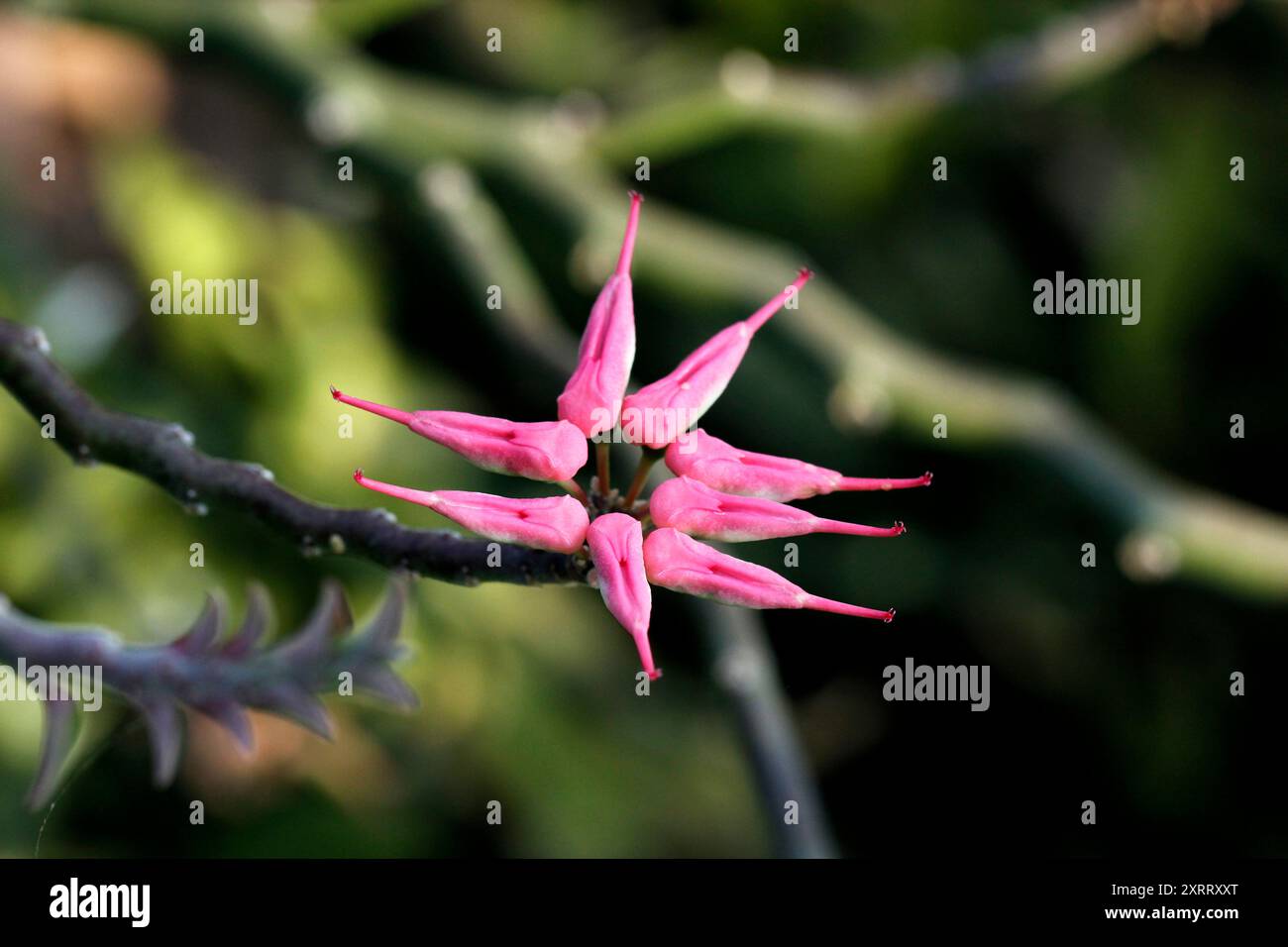 Plante Euphorbia tithymaloides, bien connue sous le nom de plante cactus redbird ou squelette du diable Banque D'Images