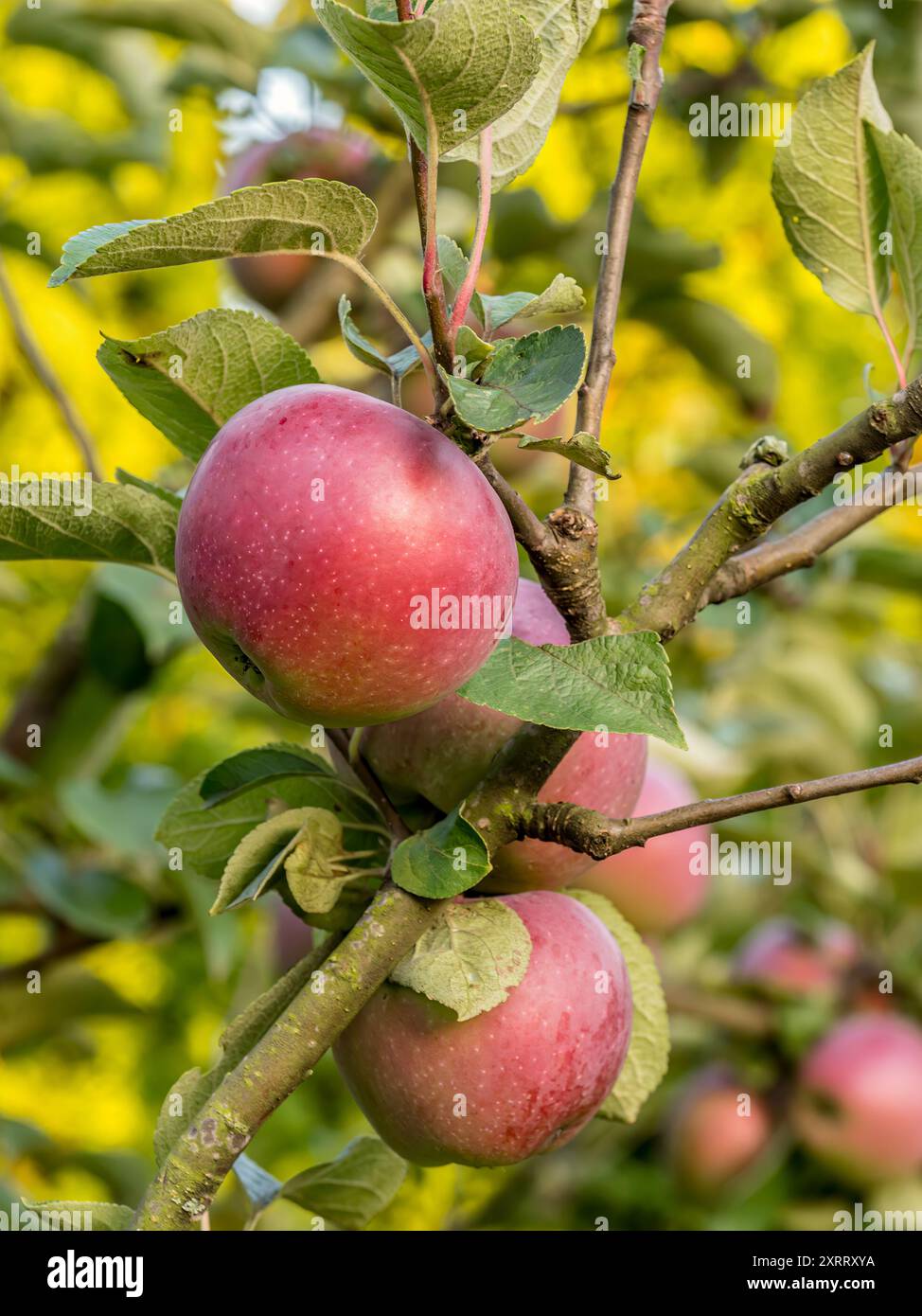 Gros plan de pommes rouges mûres qui mûrissent sur l'arbre Banque D'Images