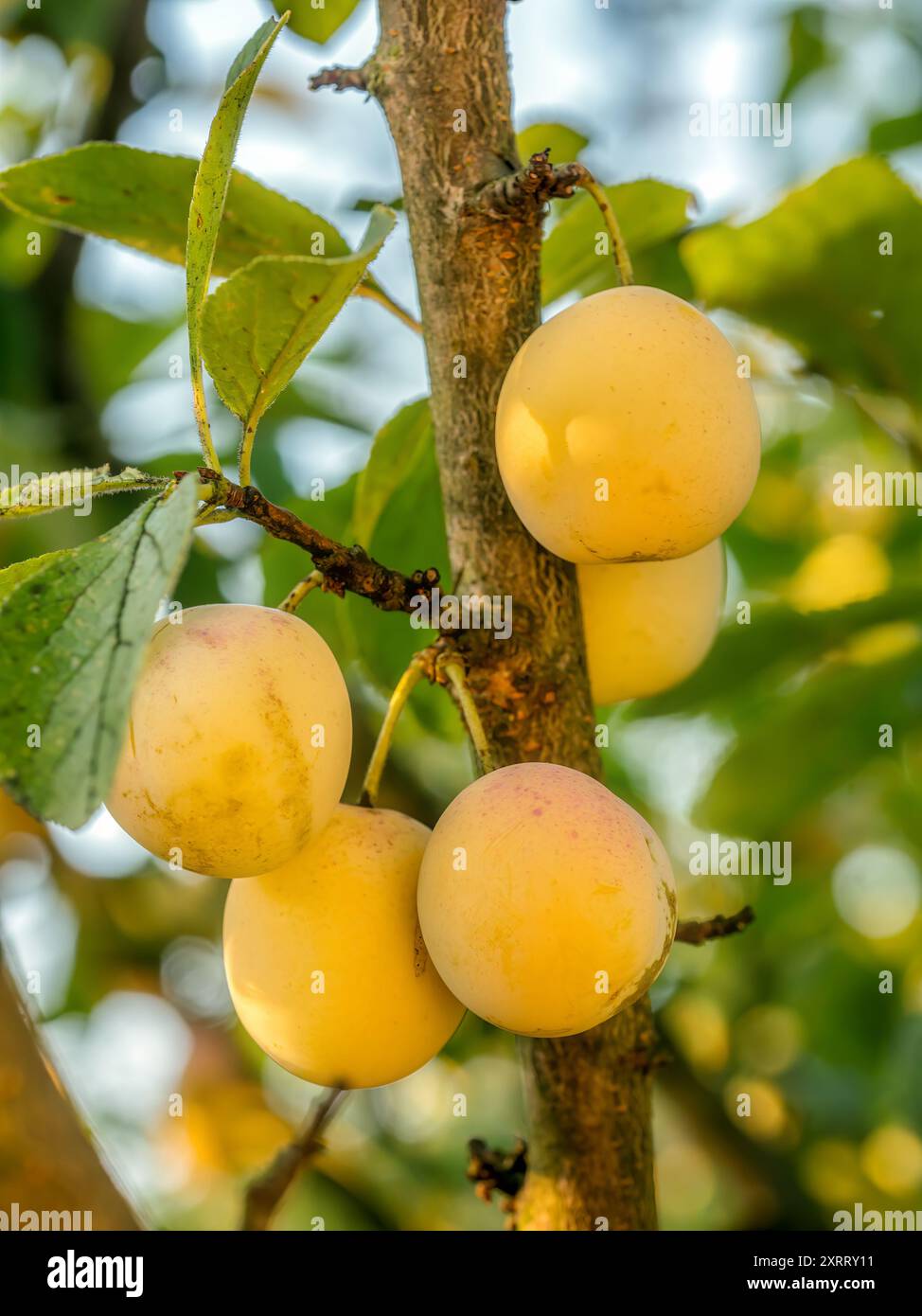 Gros plan de prunes mirabelle mûres qui mûrissent sur l'arbre Banque D'Images