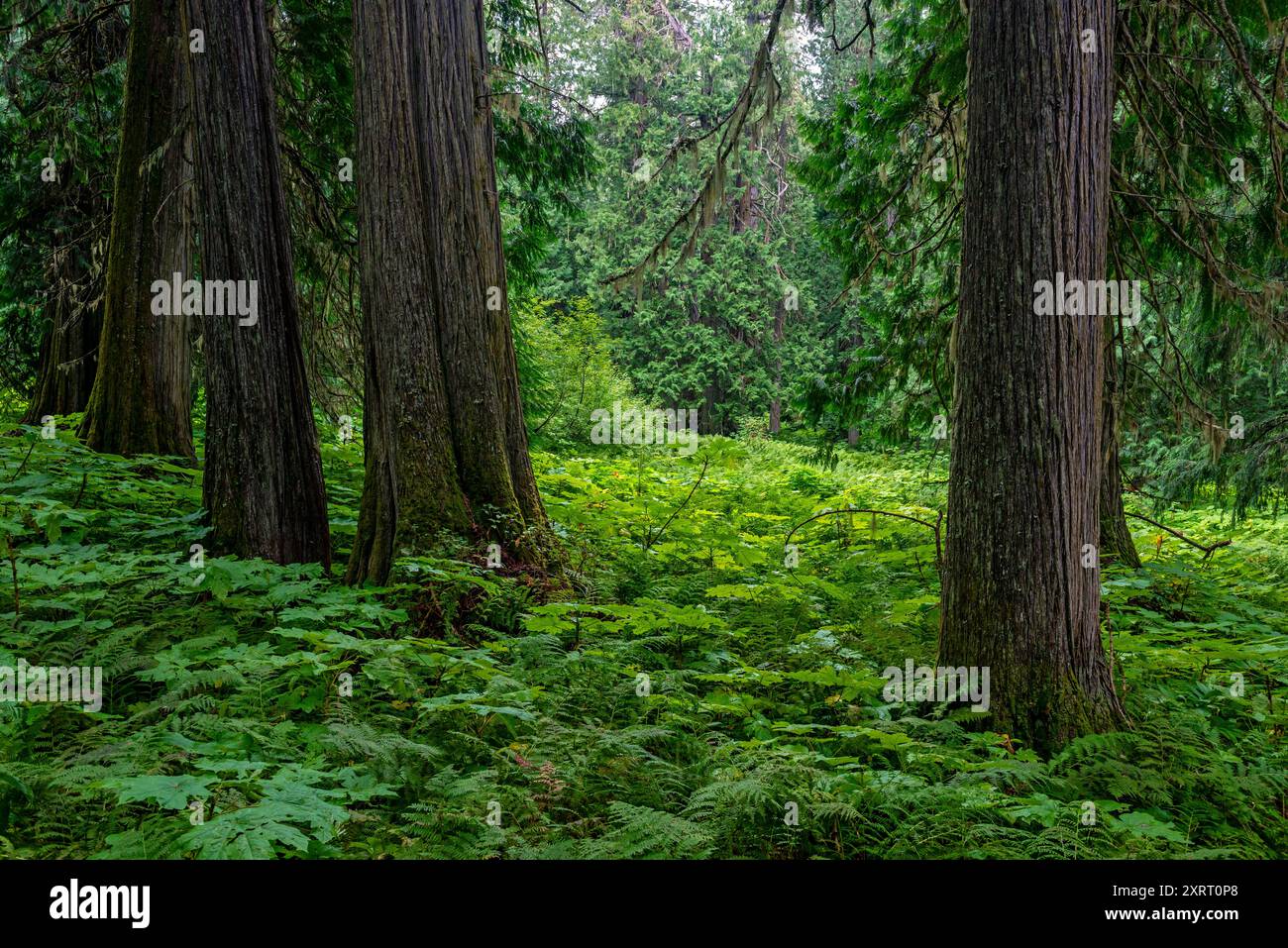 Cèdres et fougères à l'intérieur de l'ancienne forêt située dans la vallée du fleuve Fraser près de Prince George, Colombie-Britannique, Canada. Banque D'Images