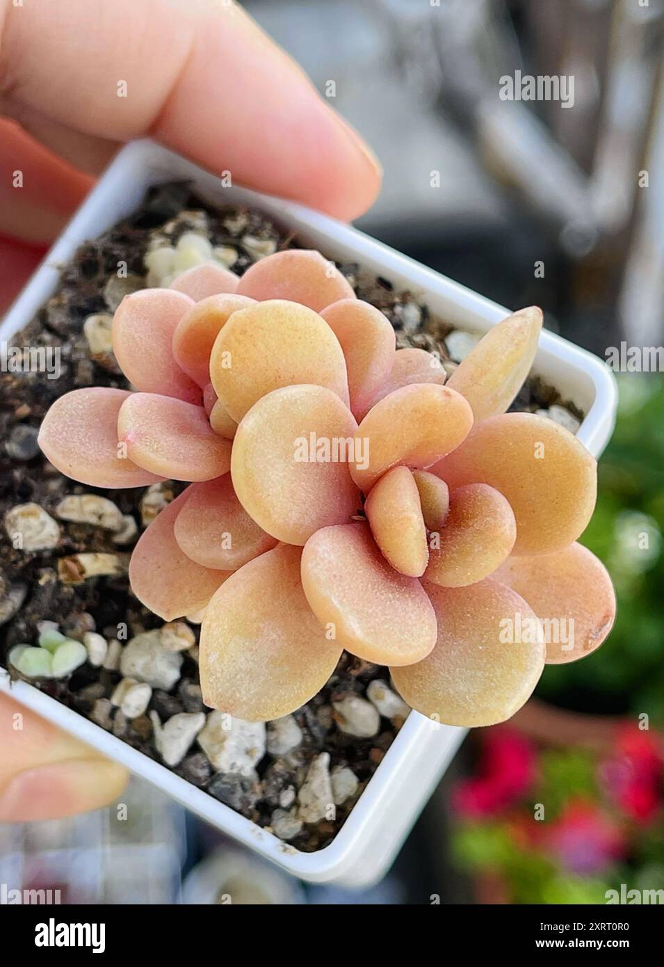 Orange Echeveria Vista Hermosa bifida plante succulente gros plan. Rosette de fleur dans la main humaine, vue de dessus Banque D'Images