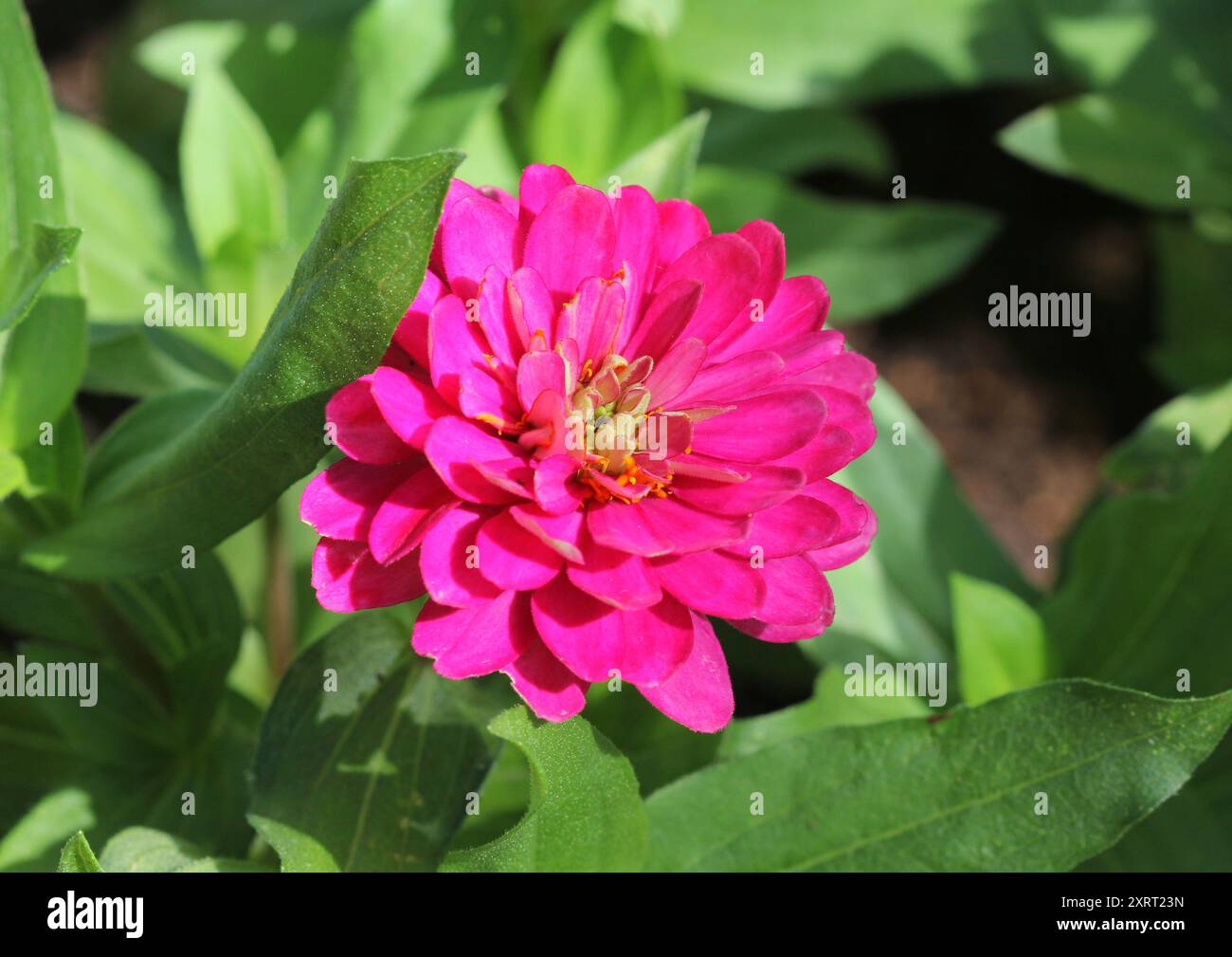 Un gros plan de la fleur de Zinnia 'double Zahara Strawberry' Banque D'Images